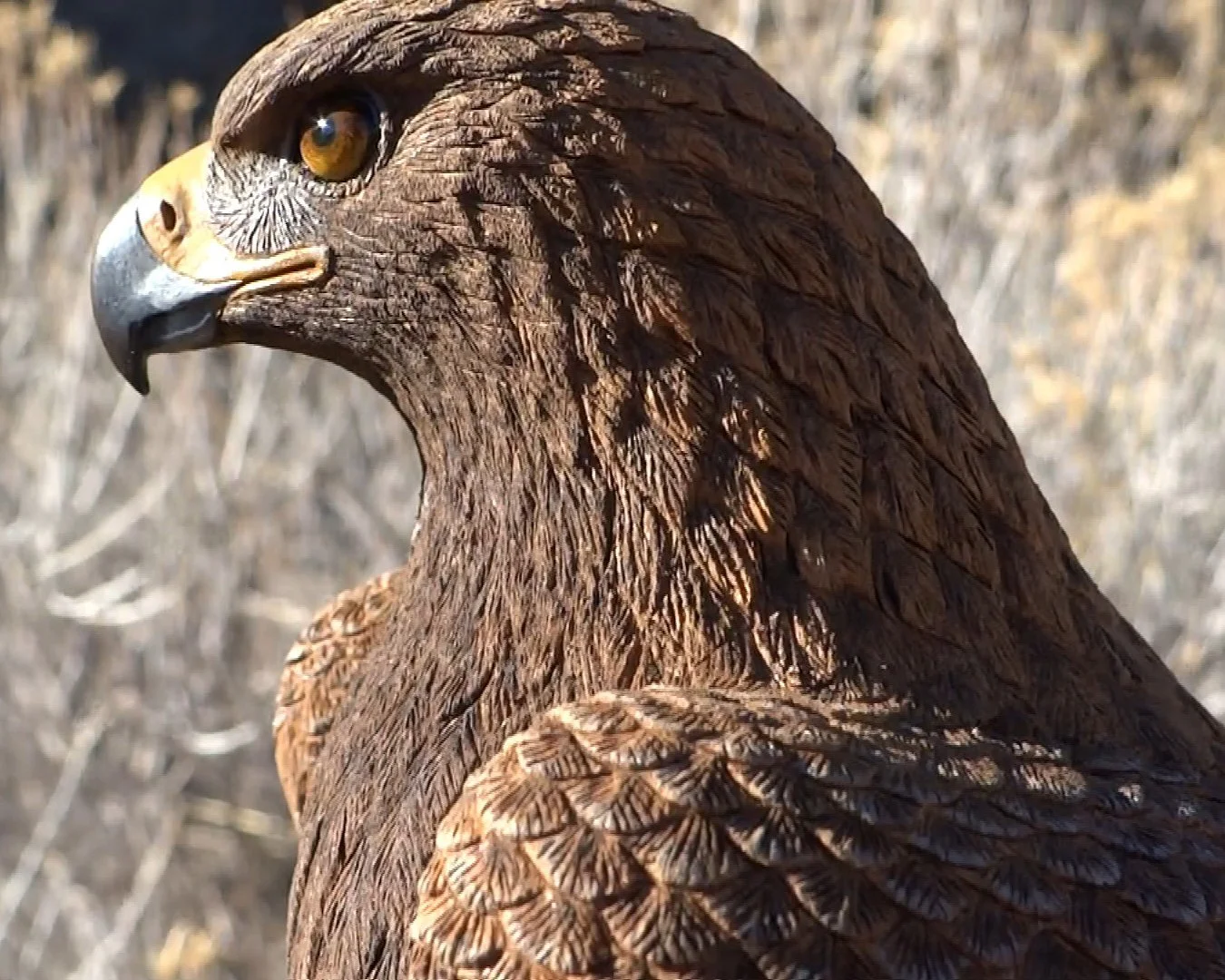 Golden  Eagle stick Squarespace 3.jpg