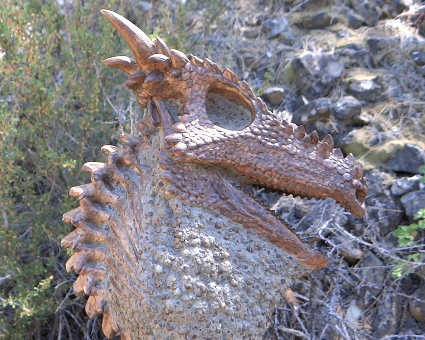Dracorex Squarespace 4.jpg