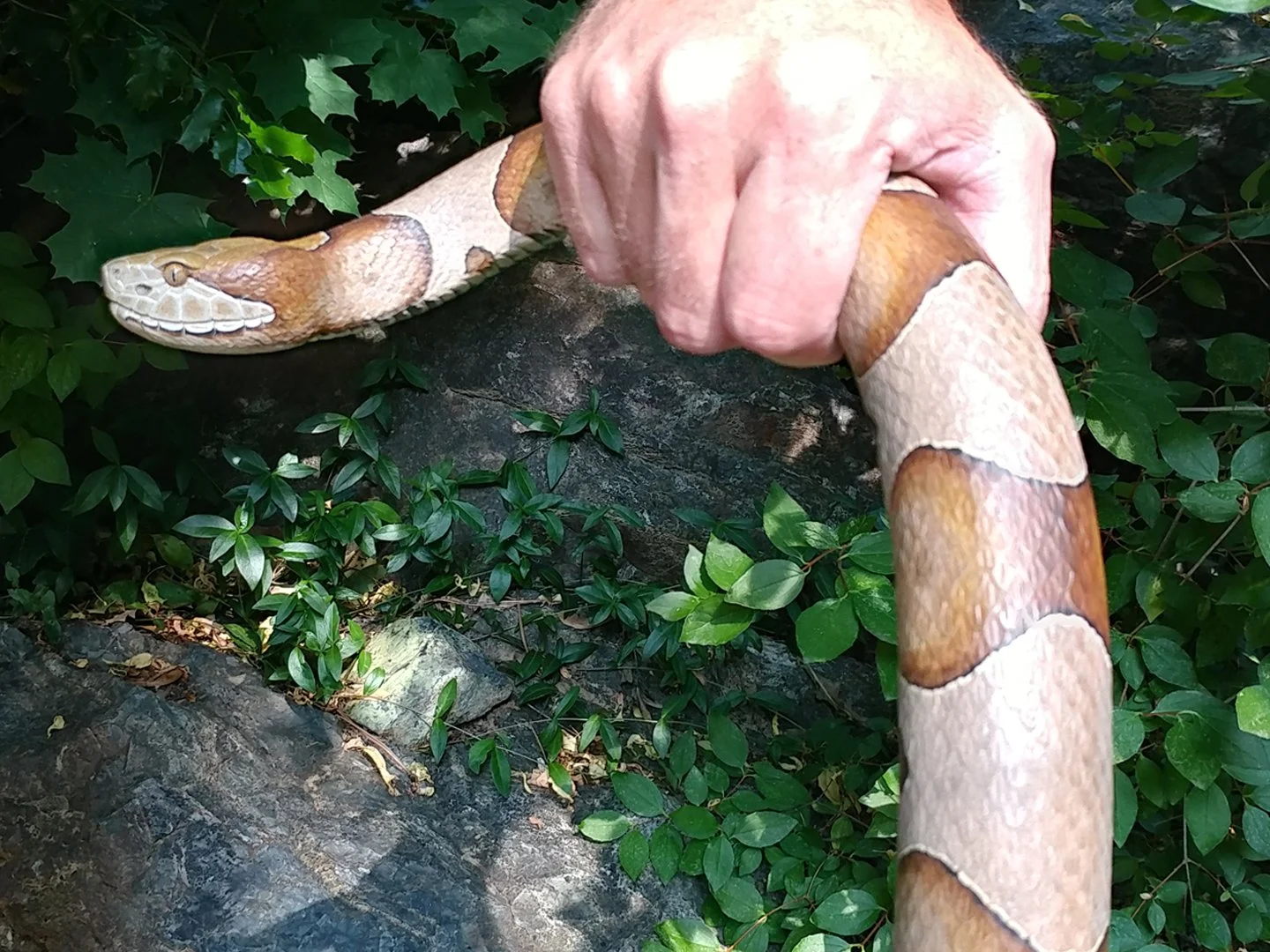 Copperhead Snake Cane Squarespace 1.jpg
