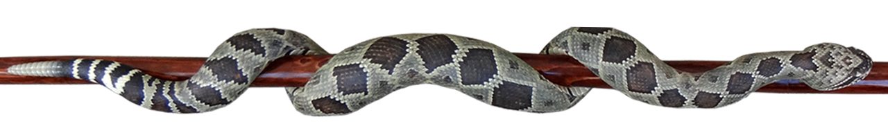 A detailed photo of Mike Stinnett's wood carved rattlesnake #78