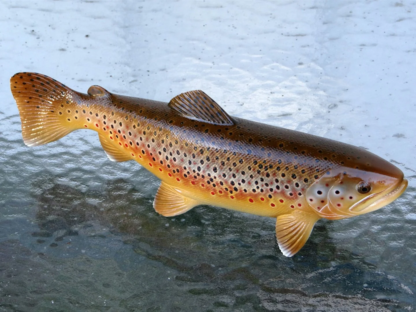 Brown Trout Squarespace 1.jpg