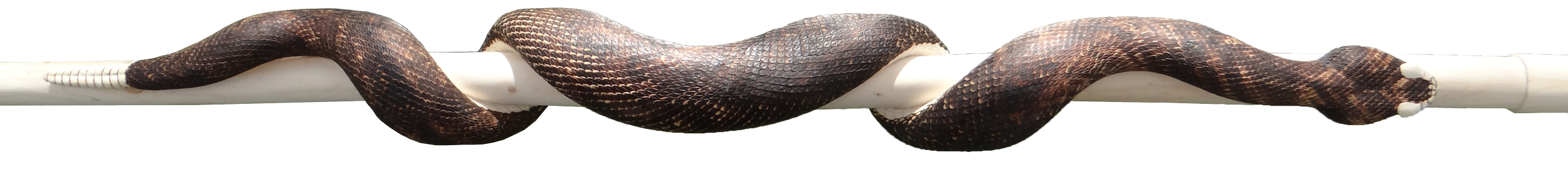 One of Mike Stinnett's carved rattlesnake walking sticks is shown with a wood burned snake skin texture prior to being painted.