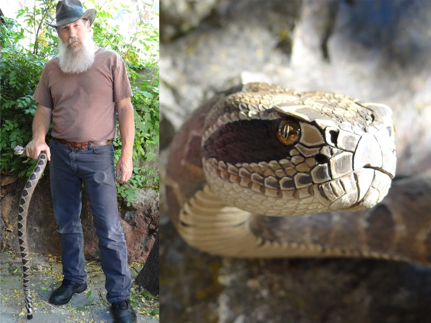Rattlesnake Cane  Squarespace 1.jpg