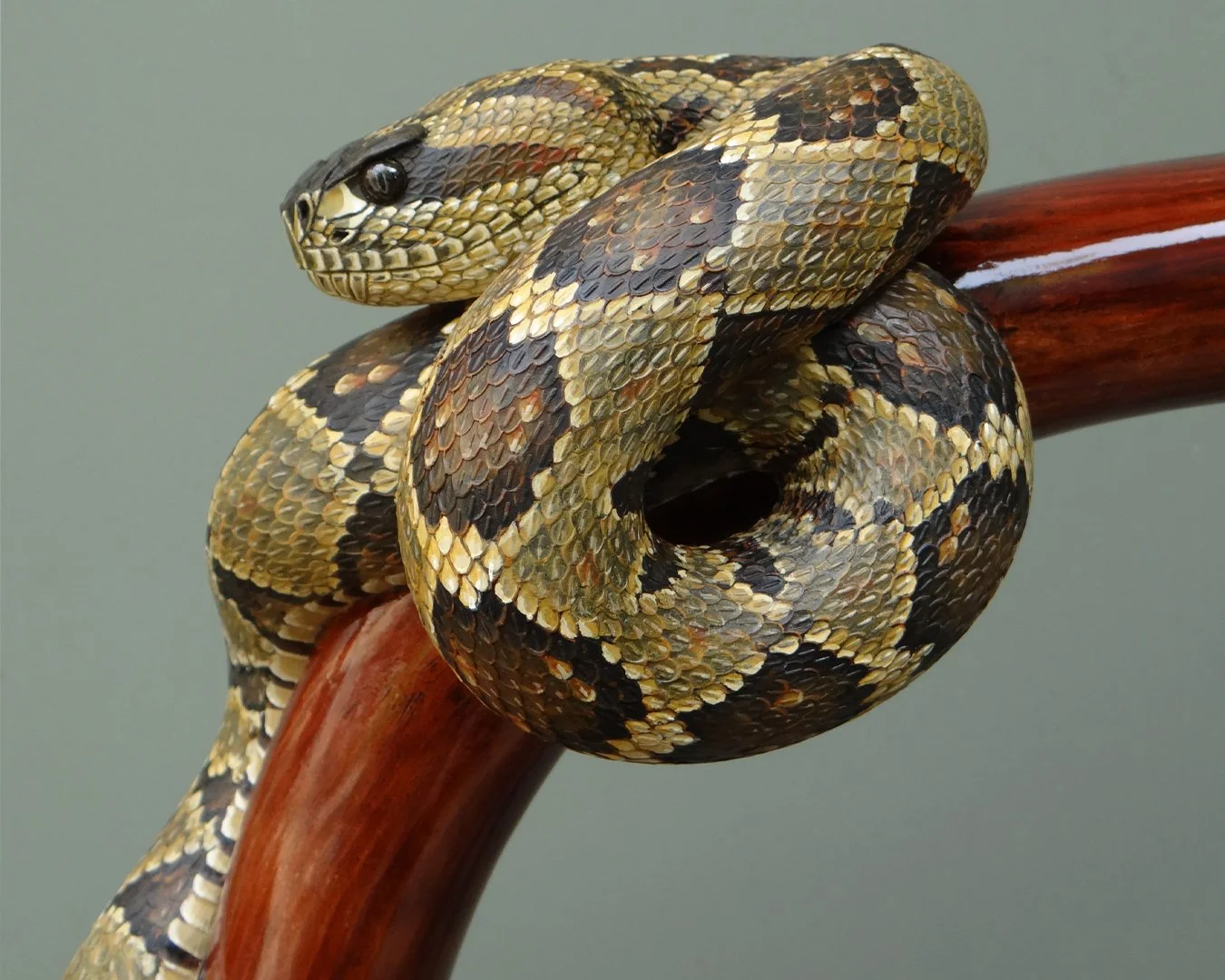 Black Tailed Rattler Squarespace 4.jpg