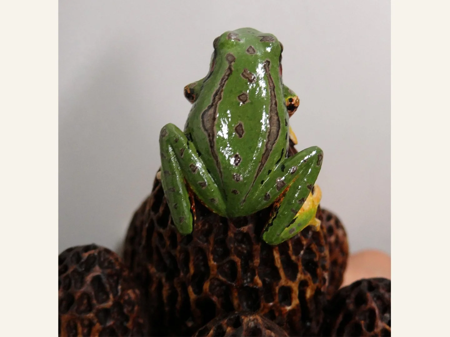 Frog Morel Squarespace 5.jpg