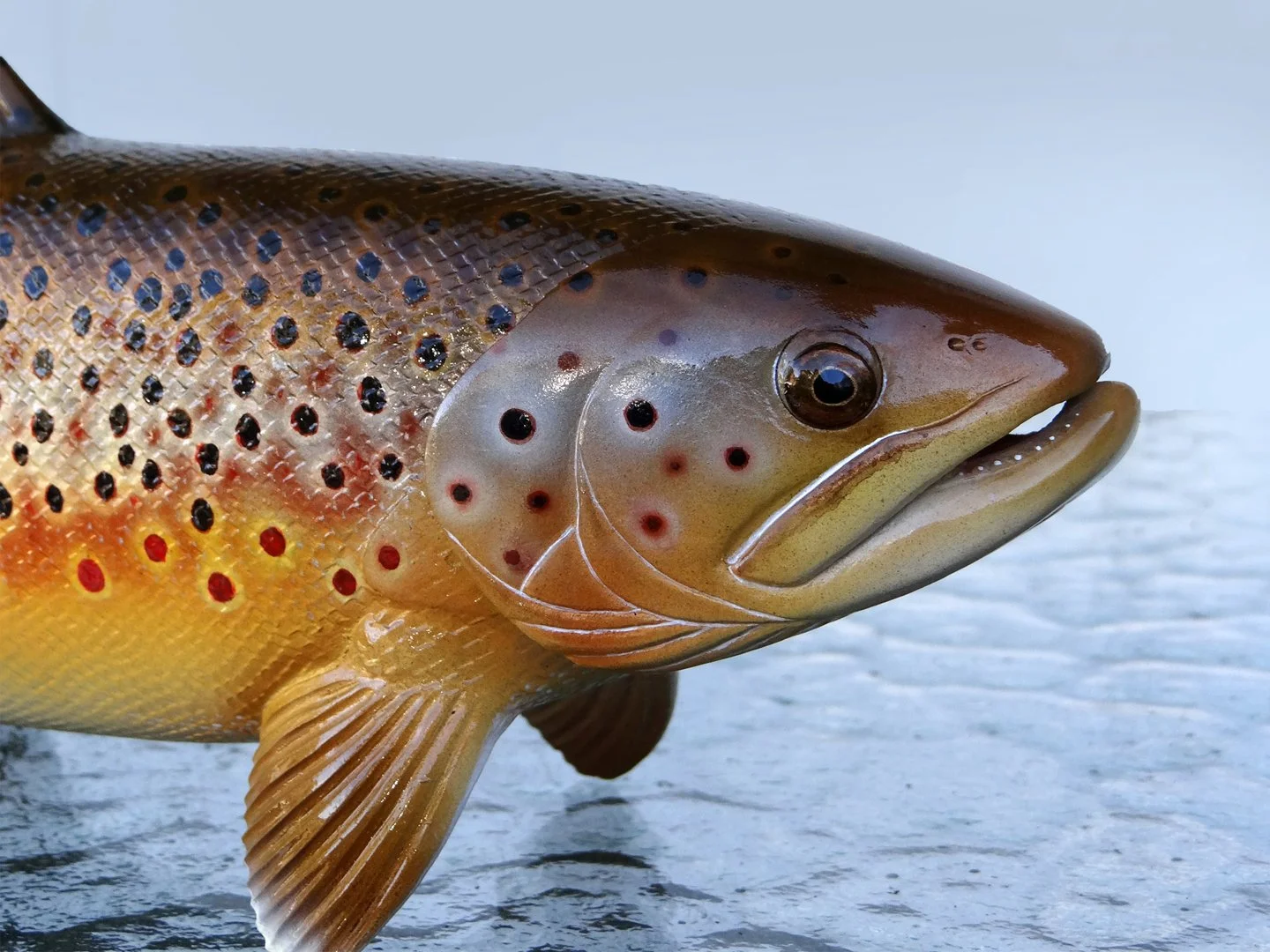 Brown Trout Squarespace 3.jpg