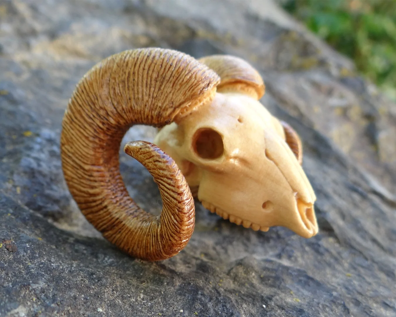 Ram Skull Squarespace 2.jpg