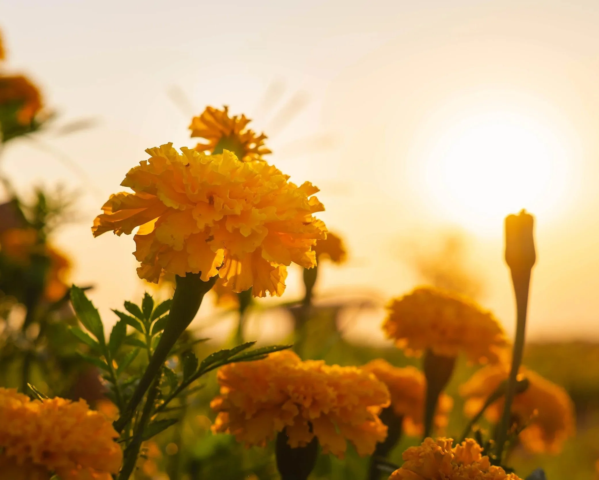 vecteezy_the-background-of-marigolds-and-the-evening-sun_2405858.jpg