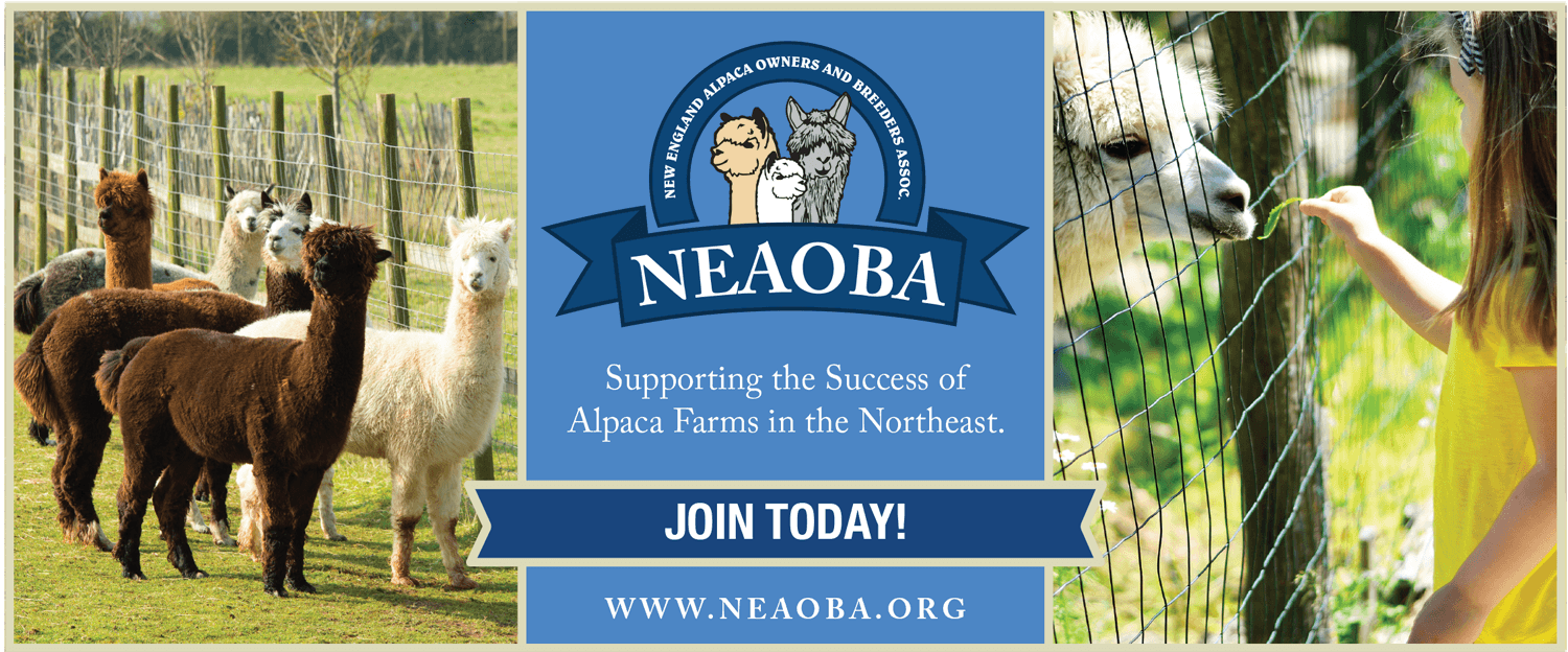 Alpaca Summer Fest