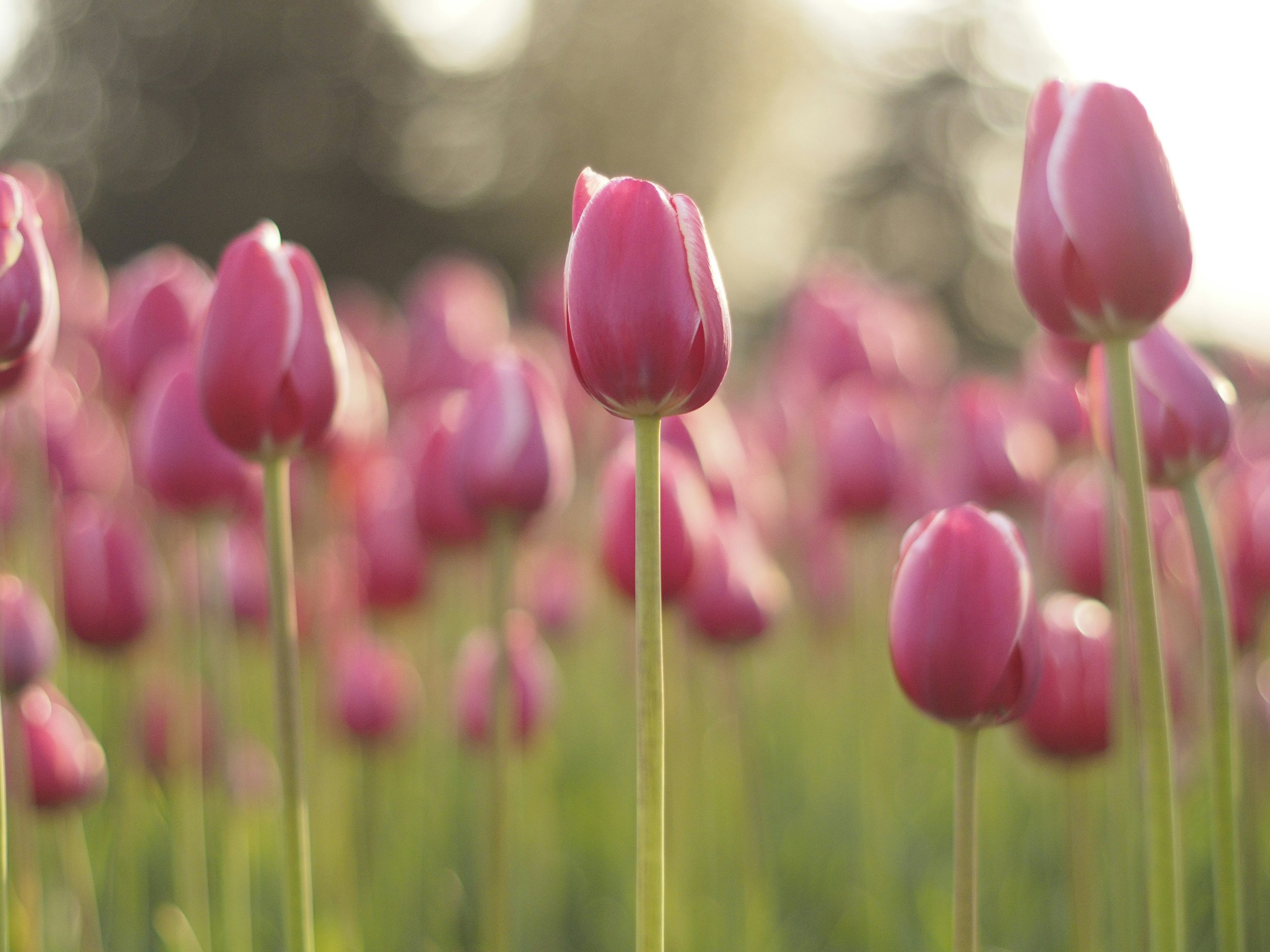 Spring flowers outside a home in Sammamish, Washington during peak selling season