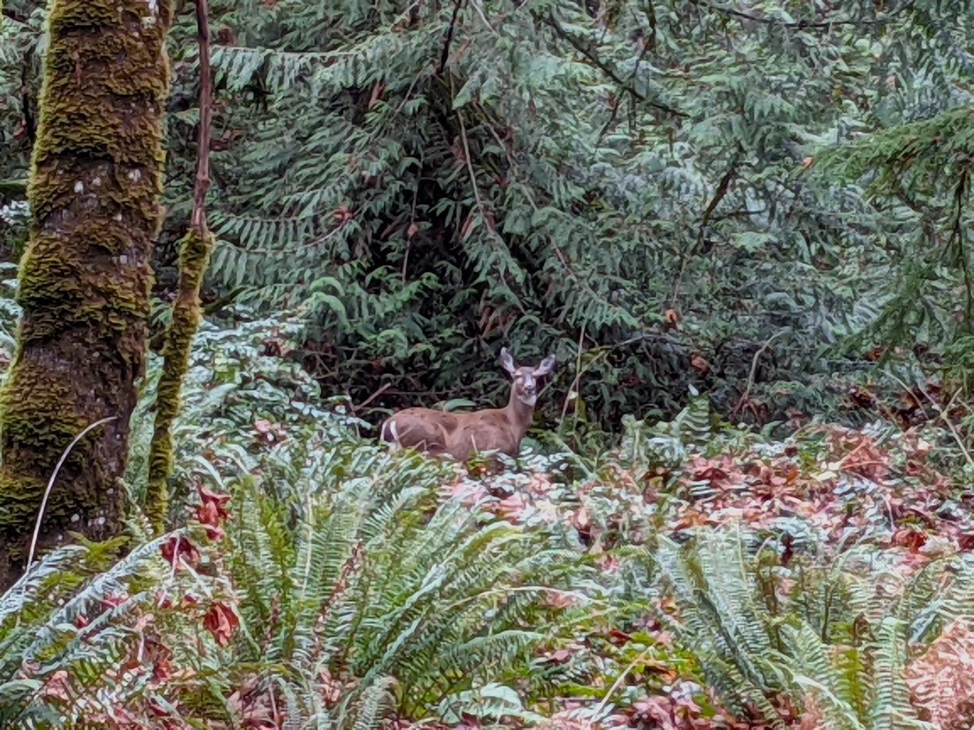 Trail through Soaring Eagle Regional Park in Sammamish, WA showing exceptional outdoor access