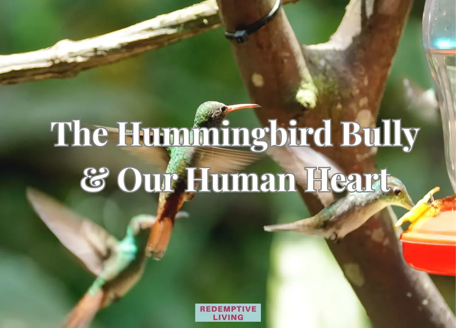 The Hummingbird Bully &amp; Our HUMAN Heart