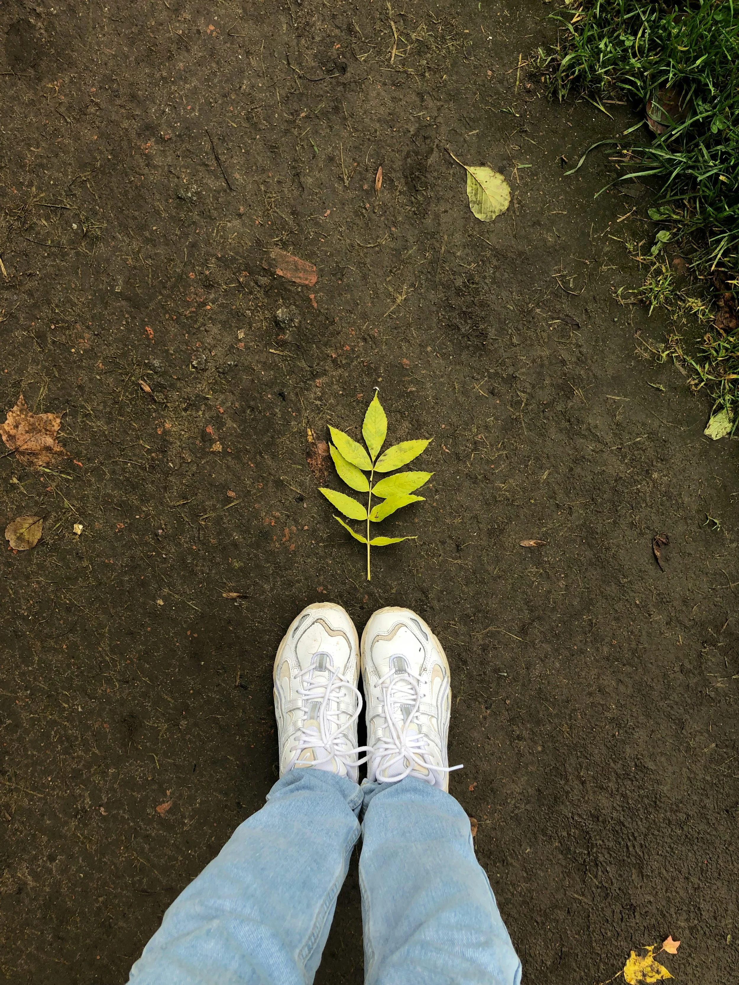 A person's feet wearing white sneakers and light blue jeans are standing on a dirt path. There are green and yellow leaves on the ground, and some green plants on the right side.