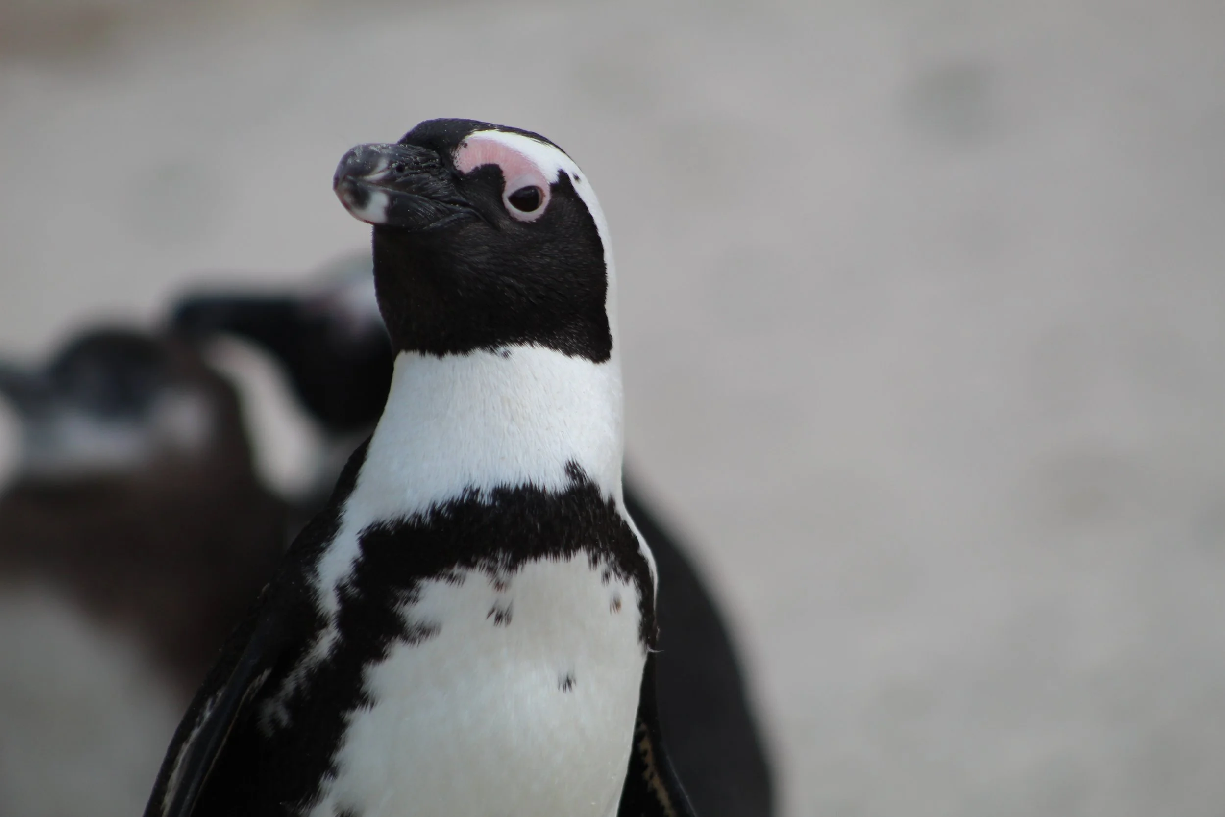 africa trip 248.jpeg