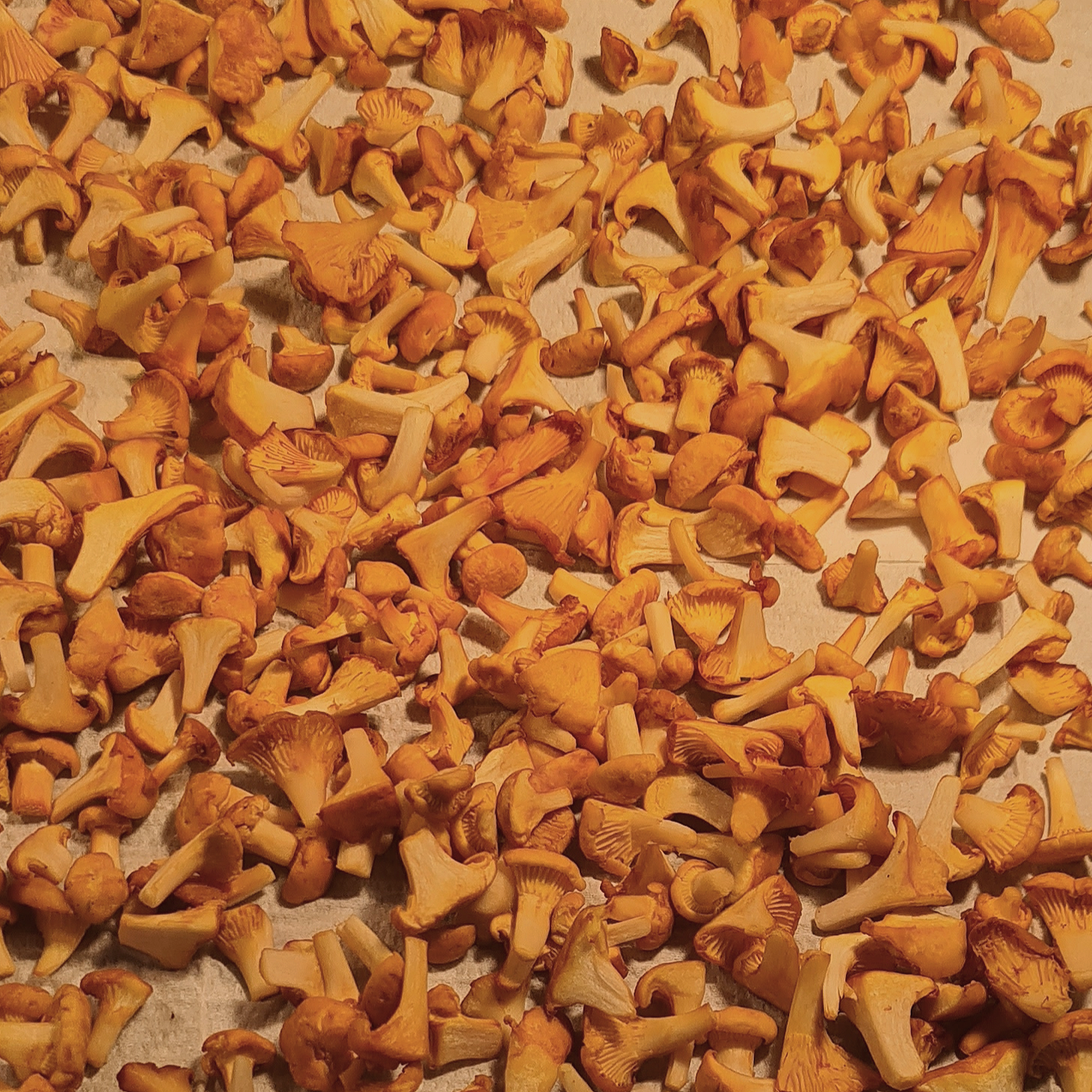 A large bunch of dried orange chanterelle mushrooms spread out on a surface.