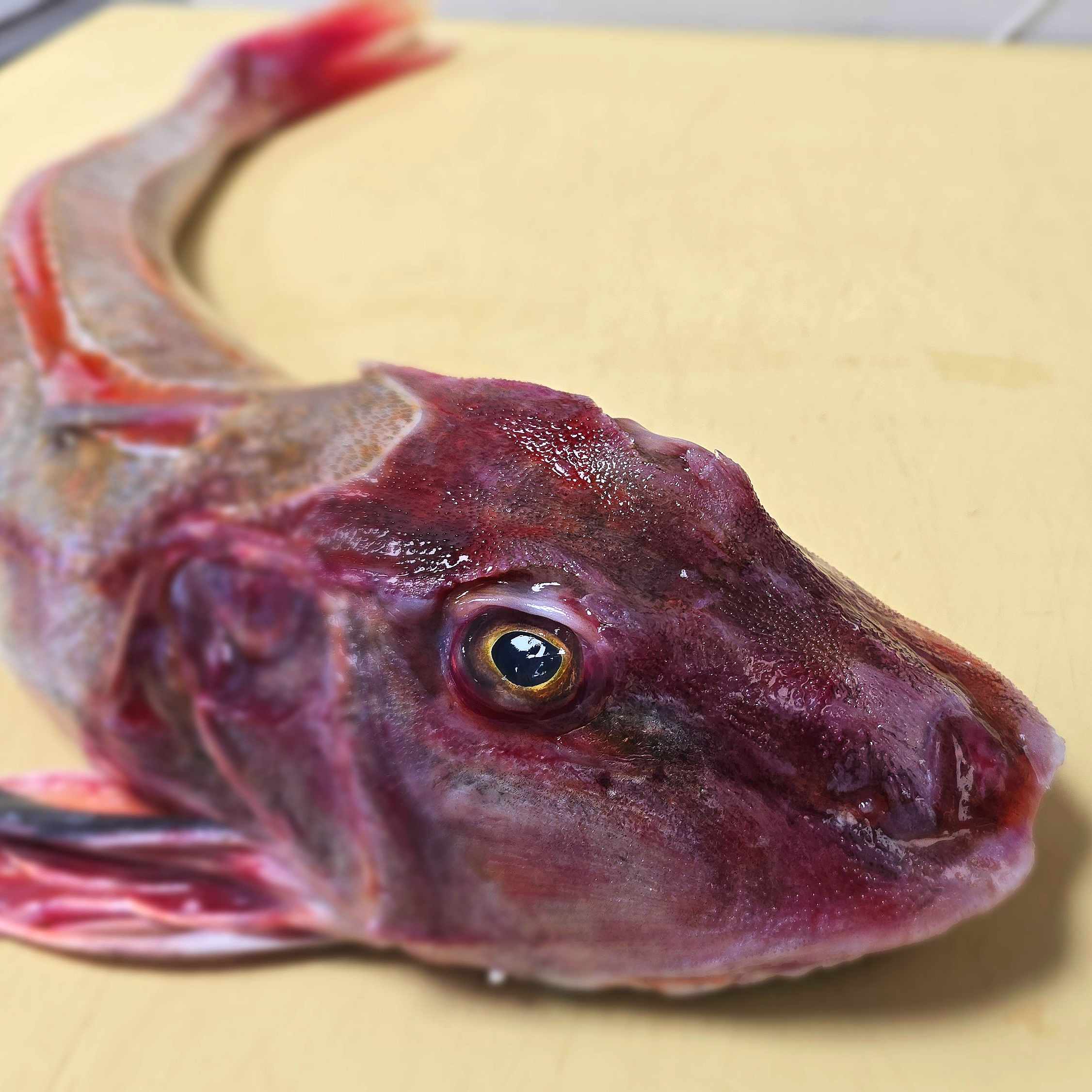 Close-up of a fish.