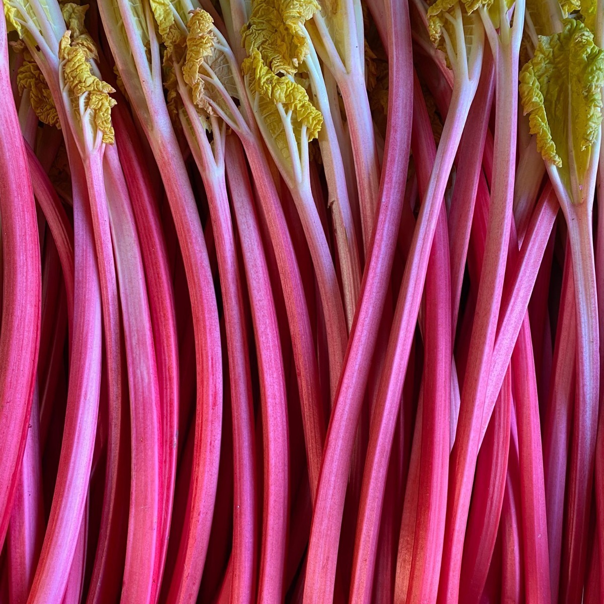 Rhubarb.