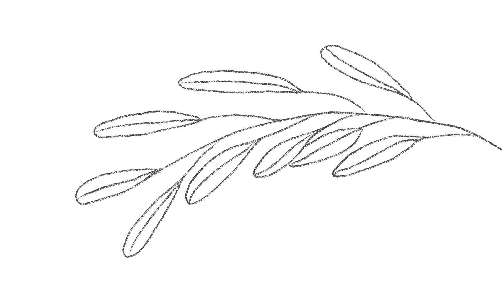 Line art of olive branches with elongated leaves on a black background.
