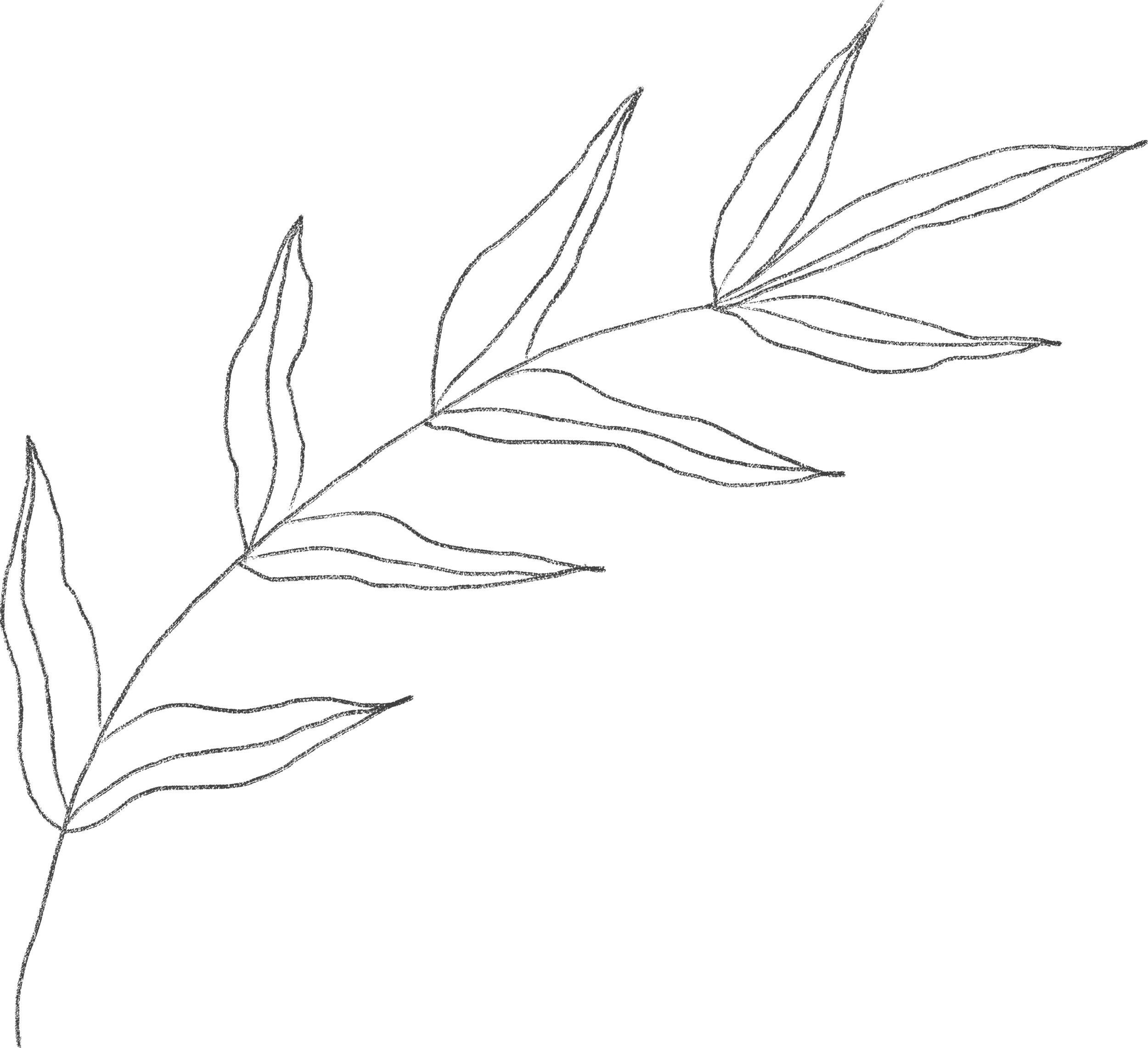 A line drawing of a plant with long, slender leaves on a black background.