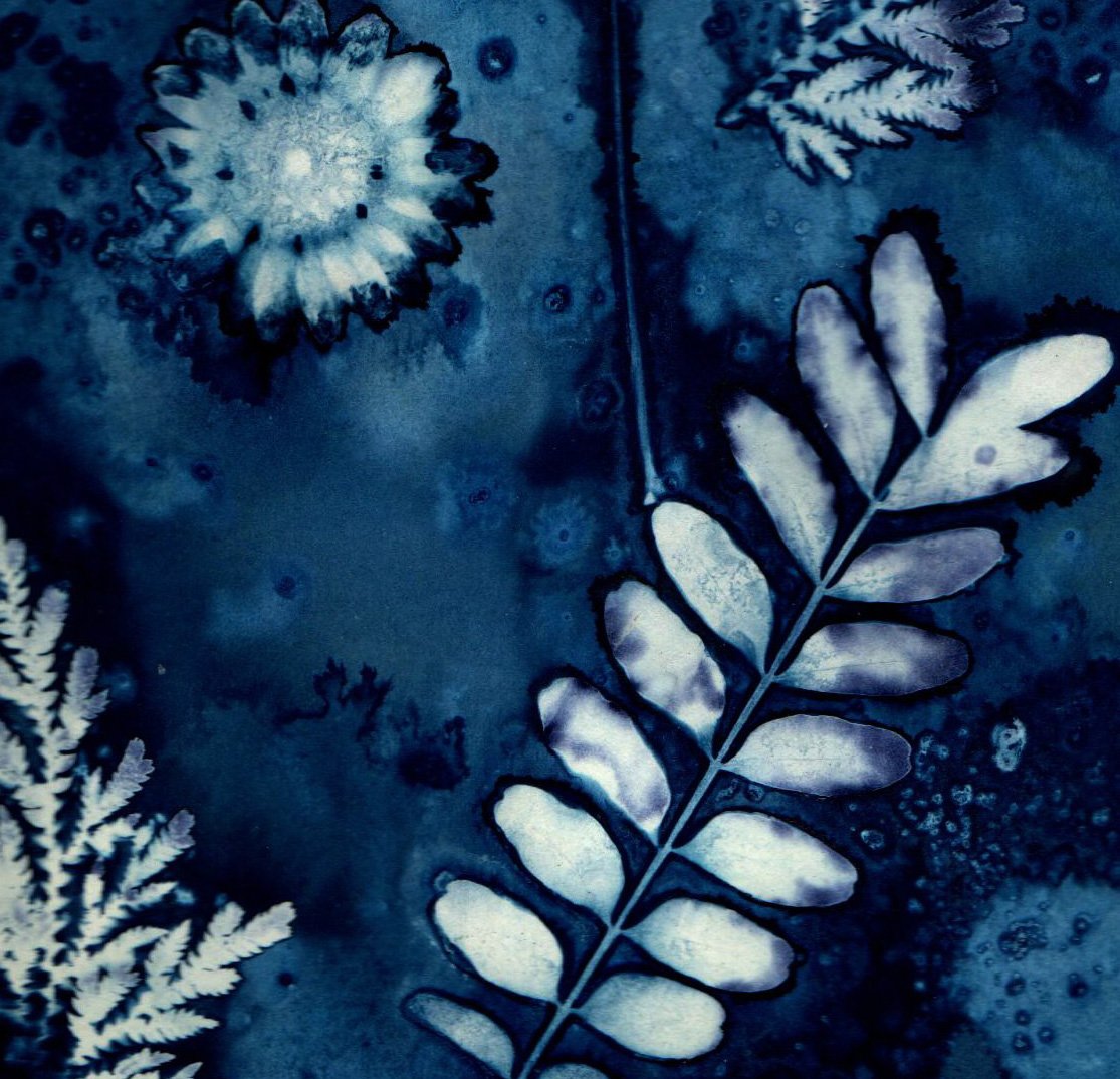 Cyanotypes