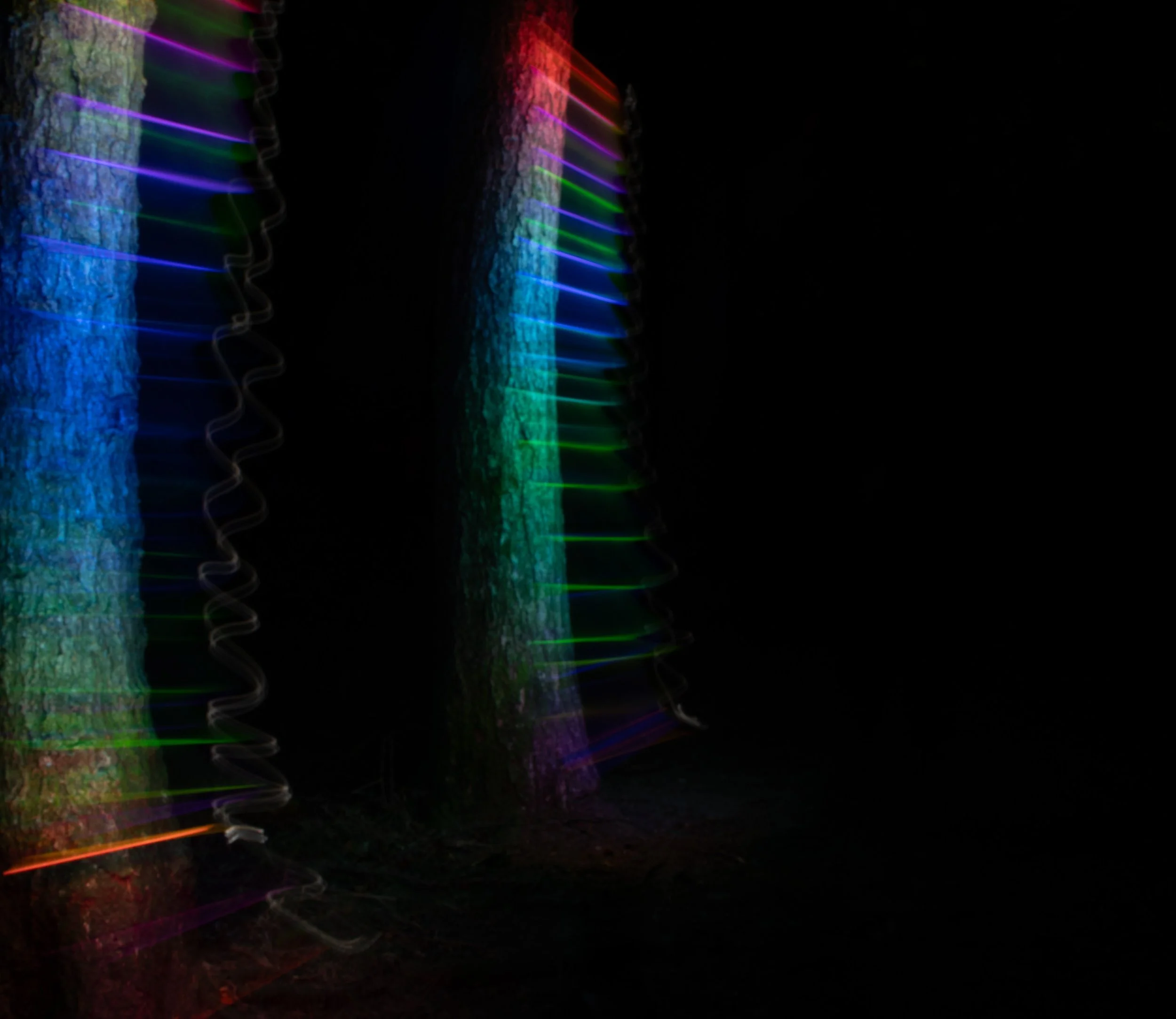 Light trees.jpg
