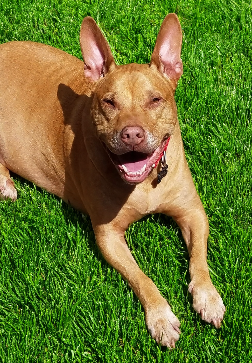 A happy, tan-colored dog lying on lush green grass, smiling with eyes partially closed and tongue slightly visible.