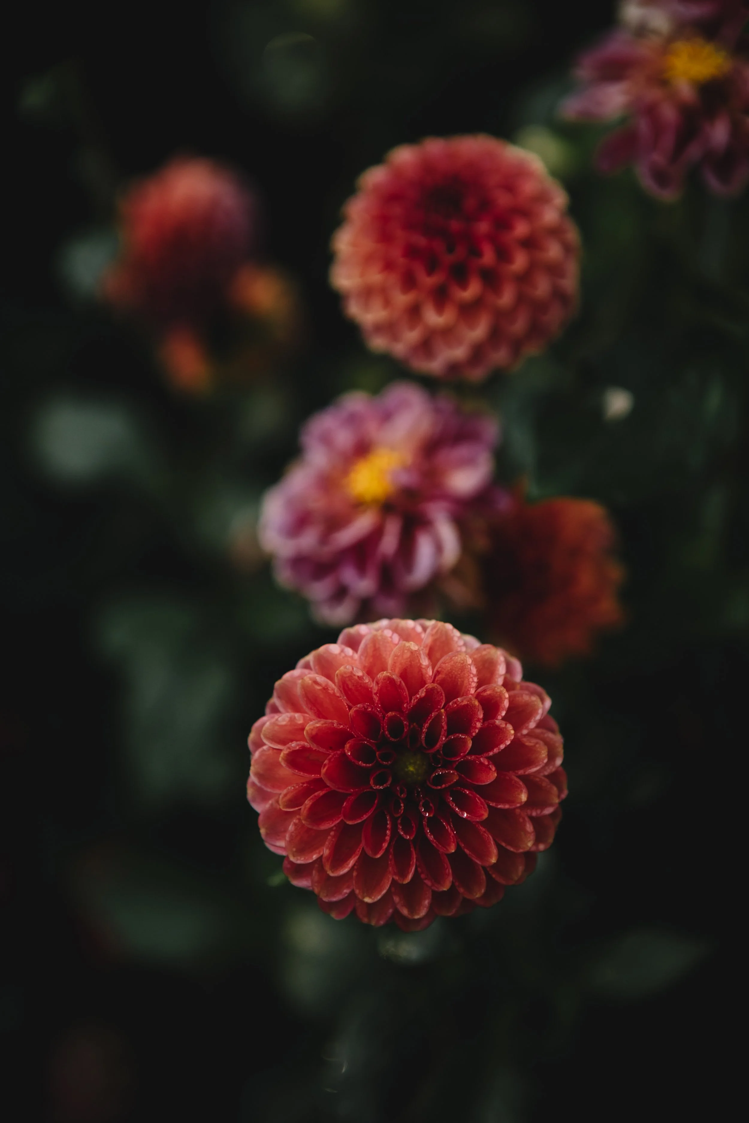 Field & Florist103.jpg