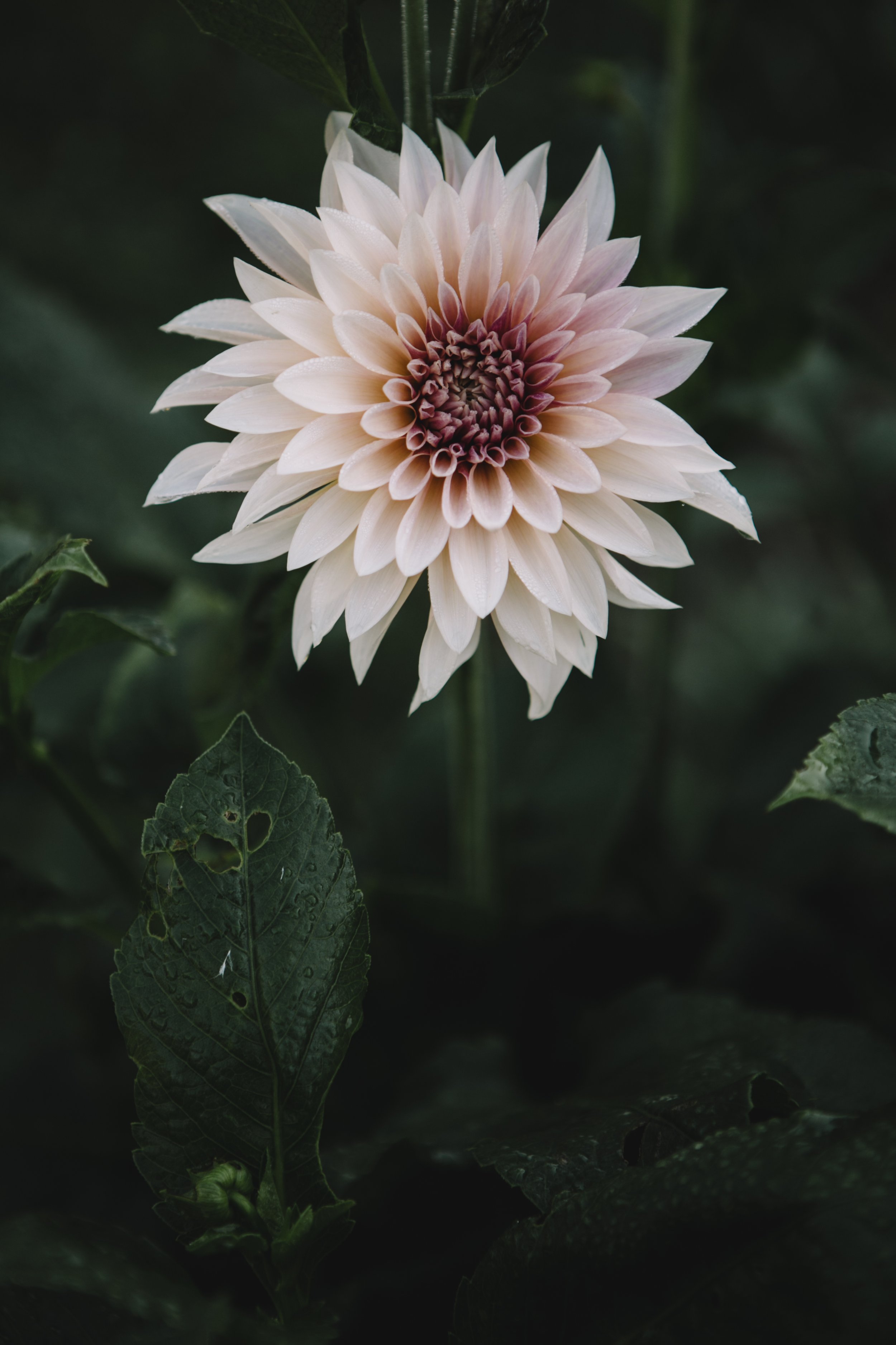Field & Florist112.jpg