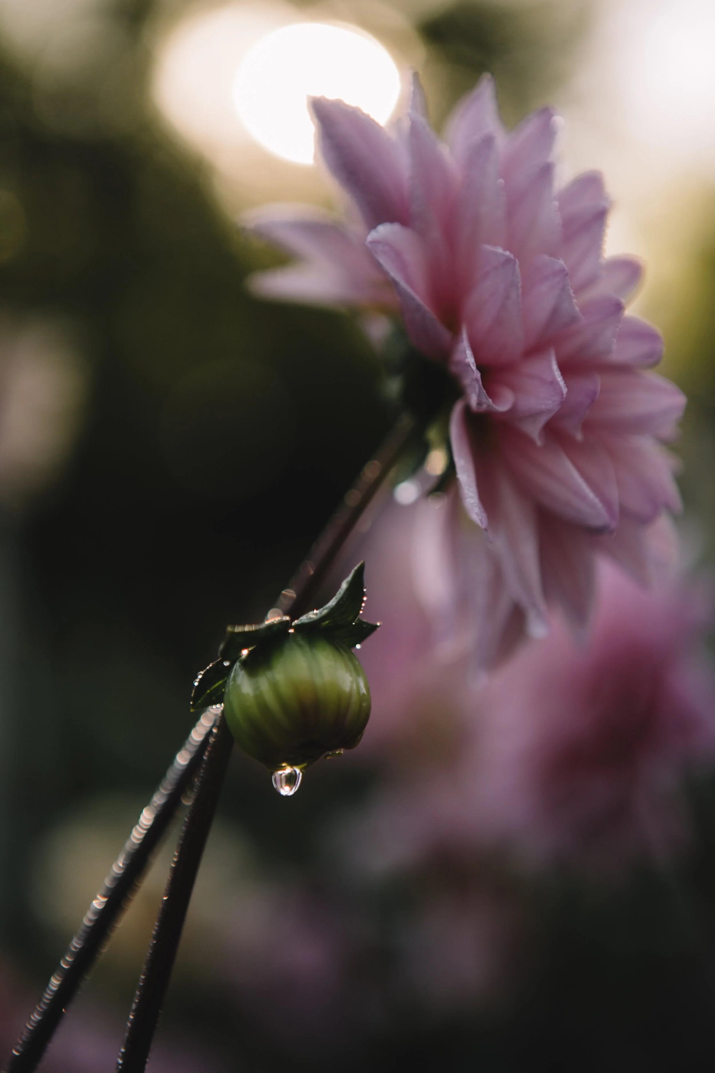 Field & Florist107.jpg