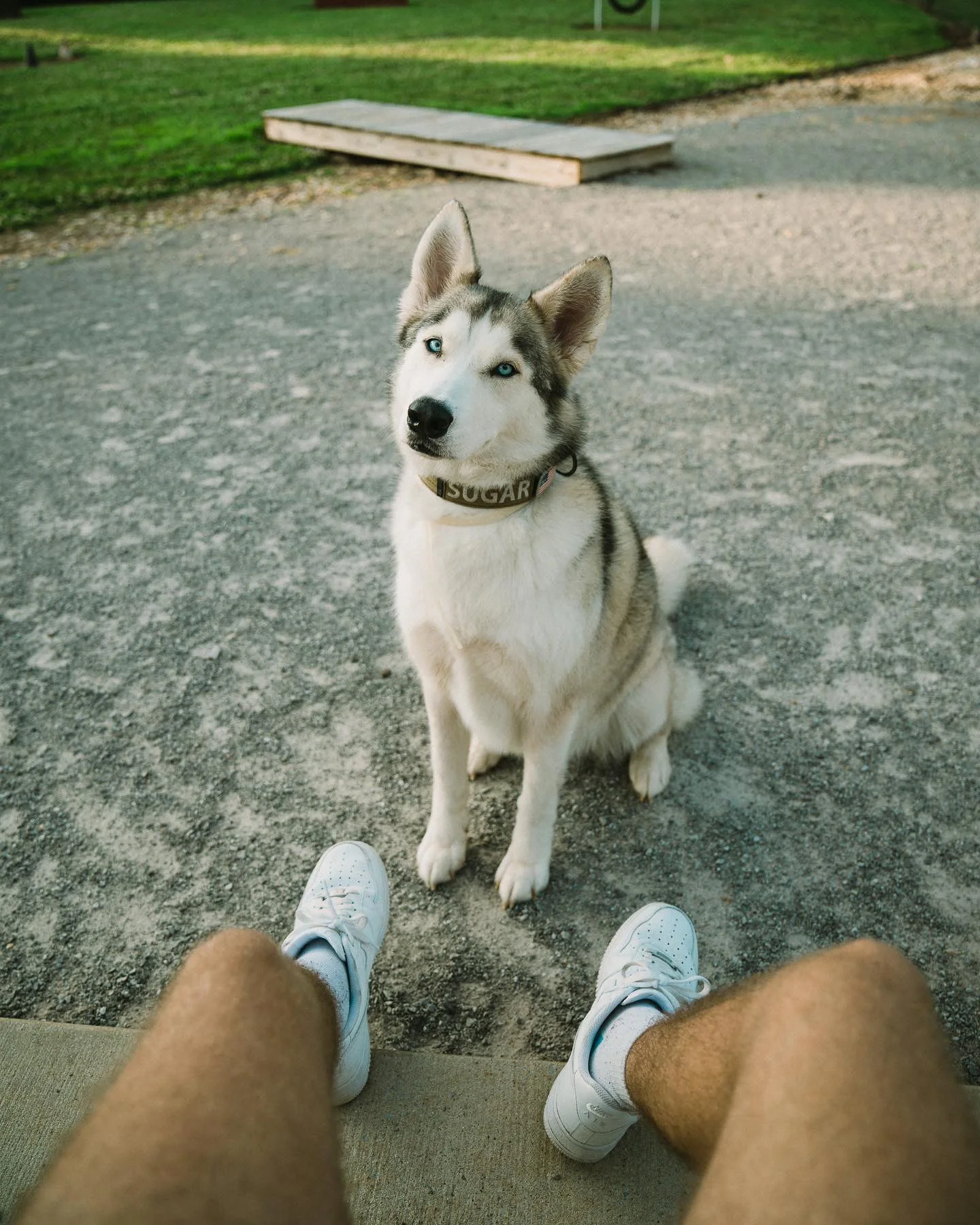 A husky puppy with blue eyes sitting on a gravel surface, looking up at the camera. The person's legs and white sneakers are visible at the bottom of the image. In the background, there is a patch of green grass and a wooden ramp or platform.