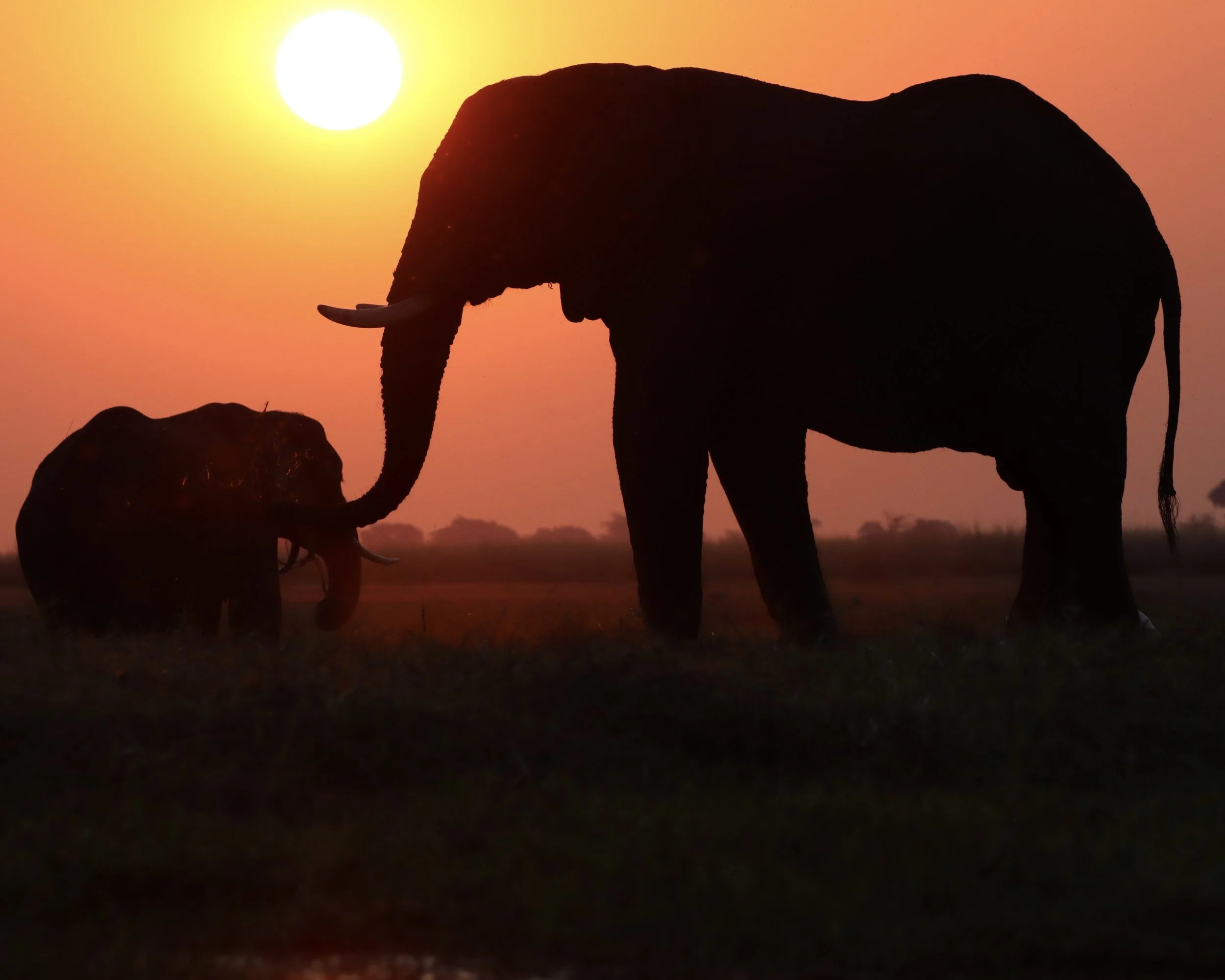 78 Elephant.jpg