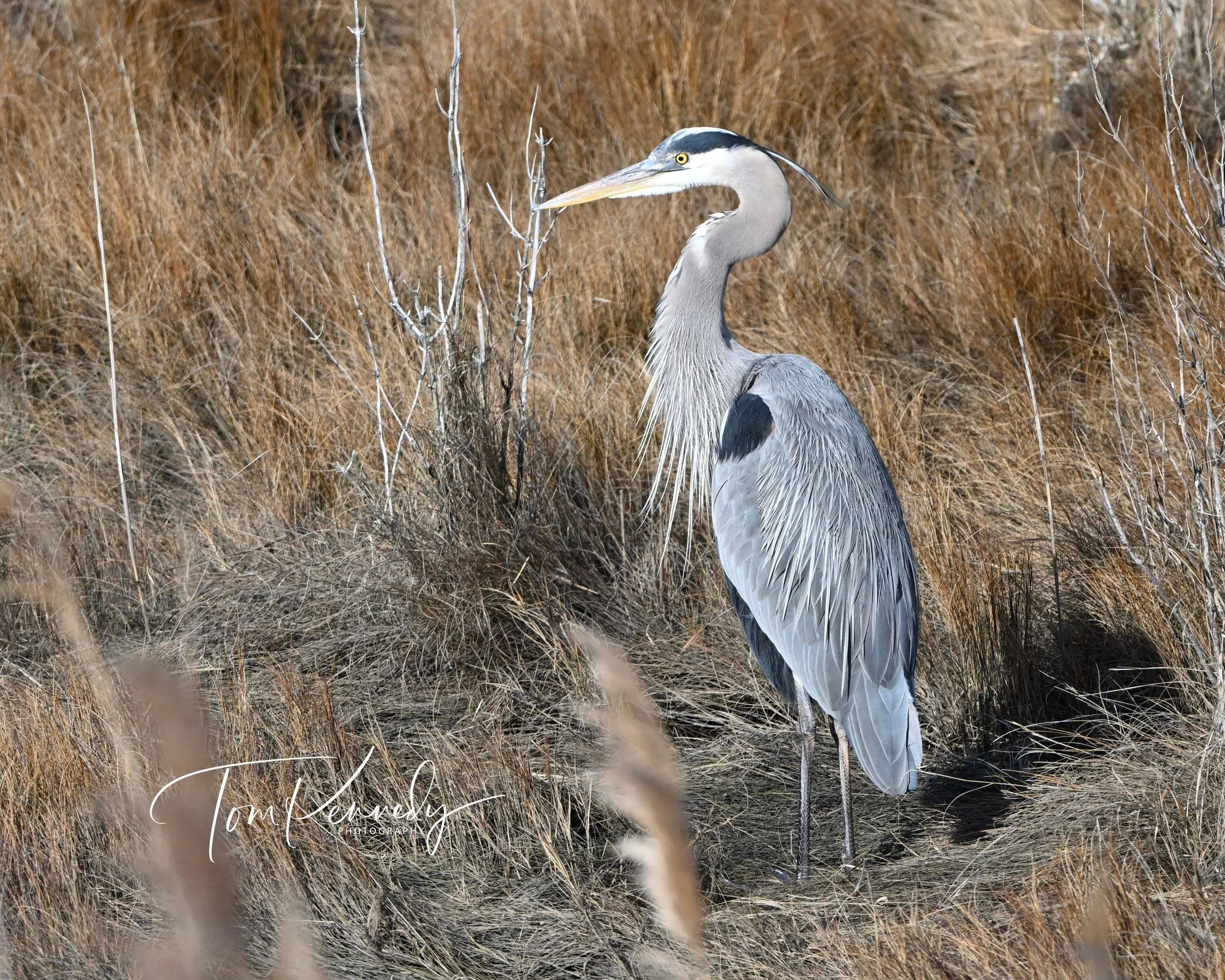 Great Blue Heron-1.jpg