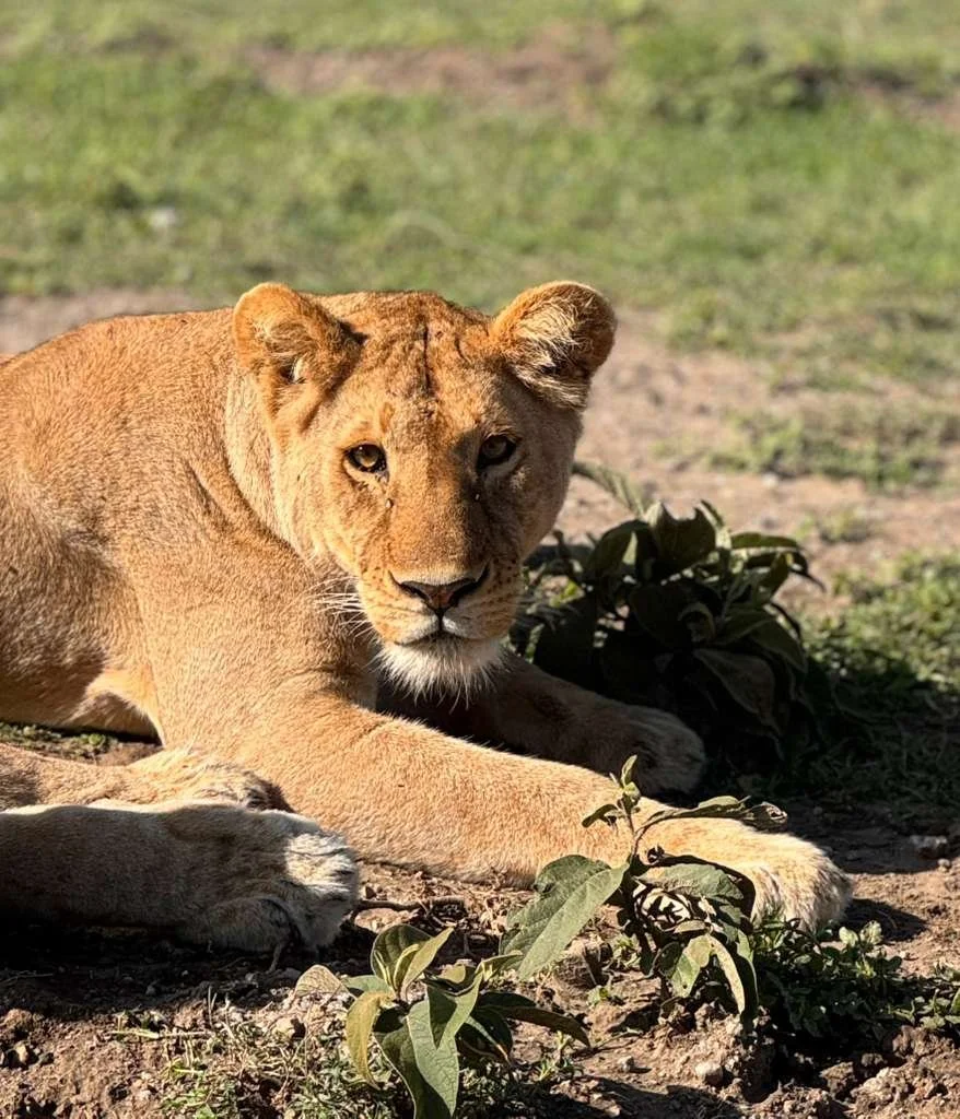 A young lioness resting on the ground next to some green plants in a sunlit outdoor setting.
