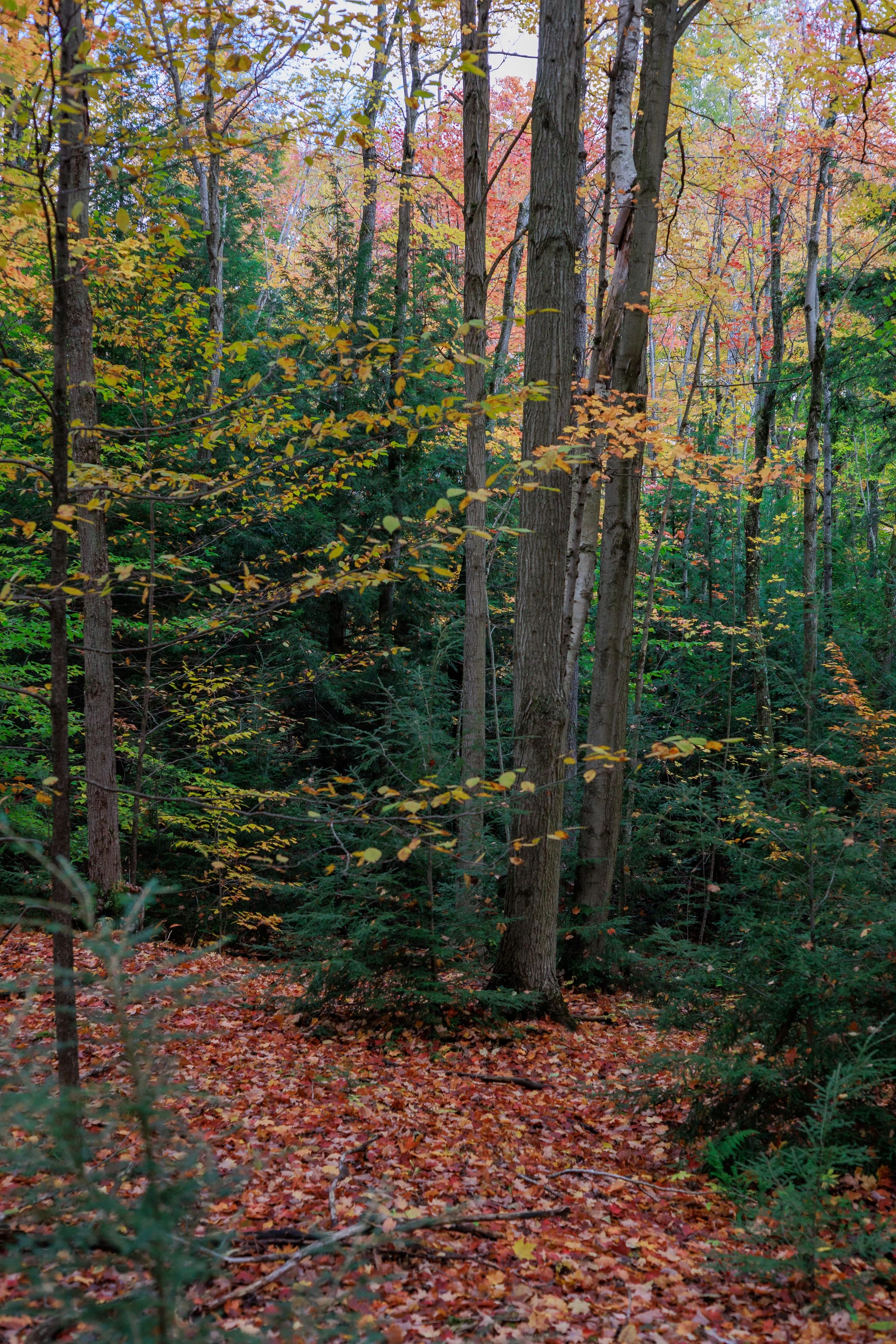 Mono Cliffs Provincial Park, 2024