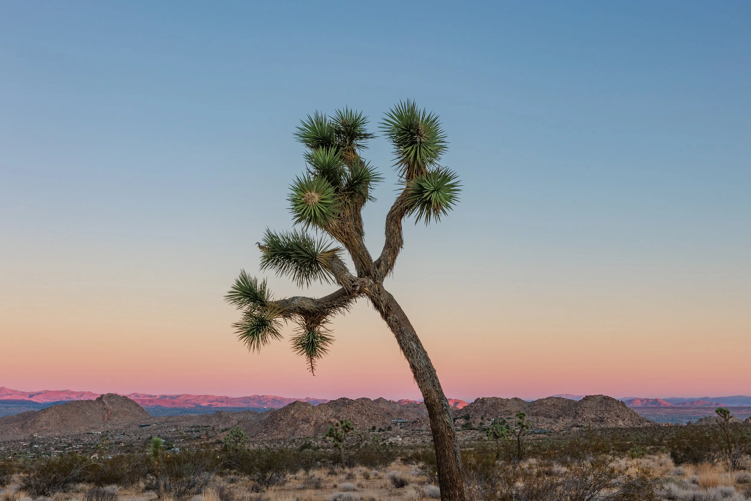 Joshua Tree National Park, California, 2022