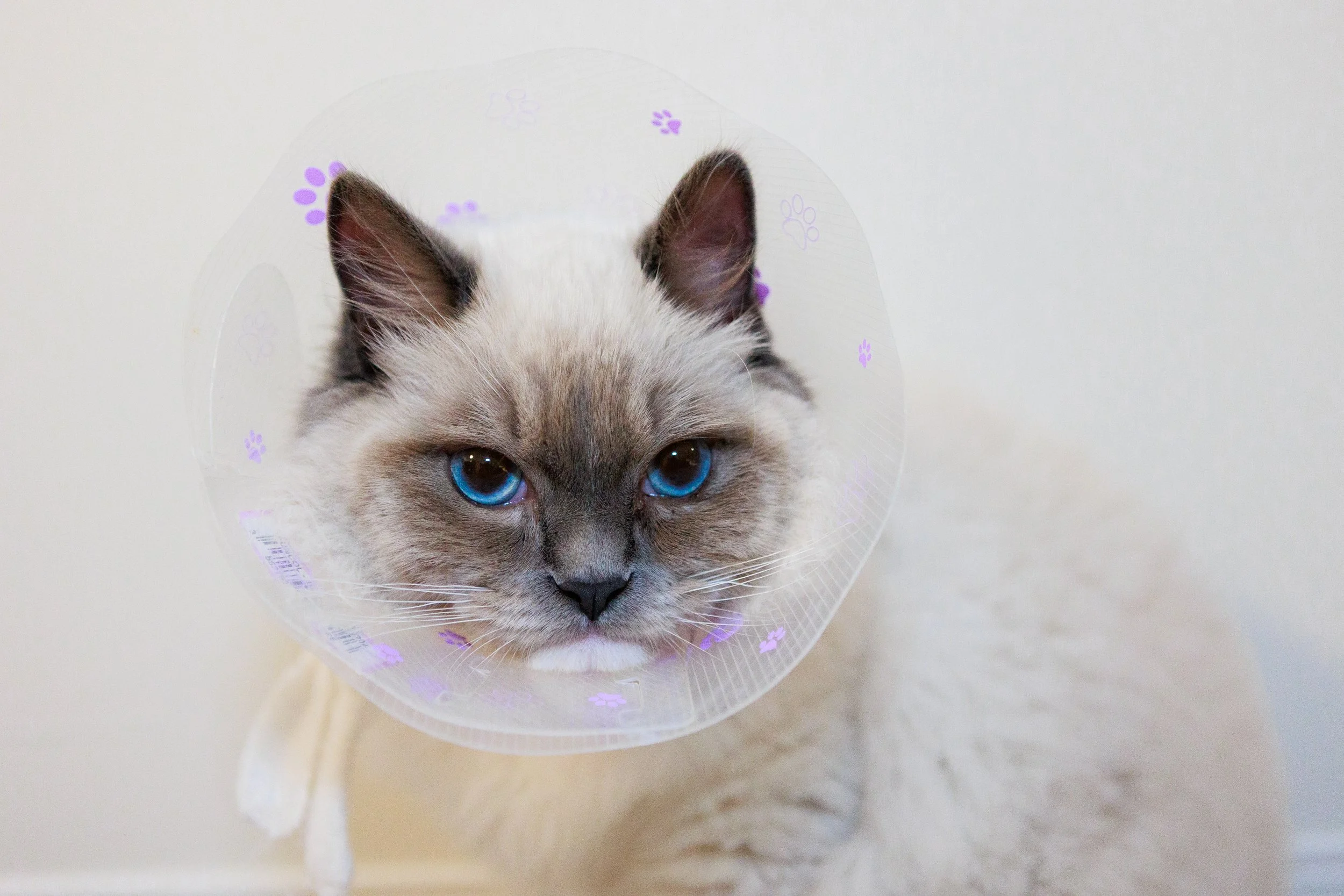 Speckles, 2022