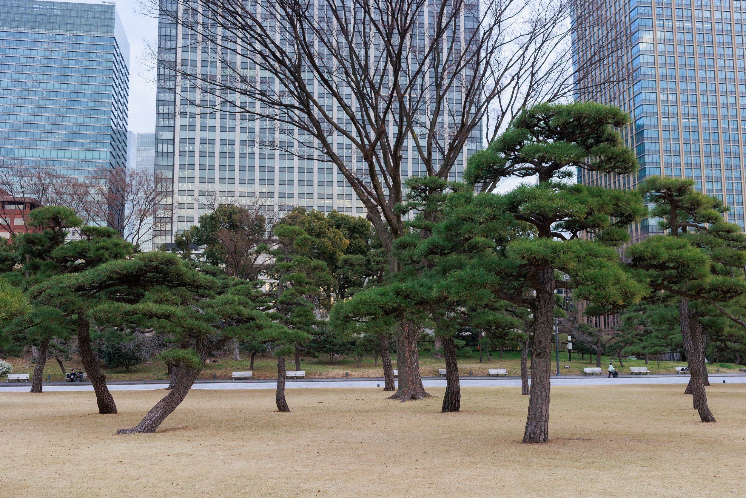 Kokyo Gaien National Garden, Tokyo