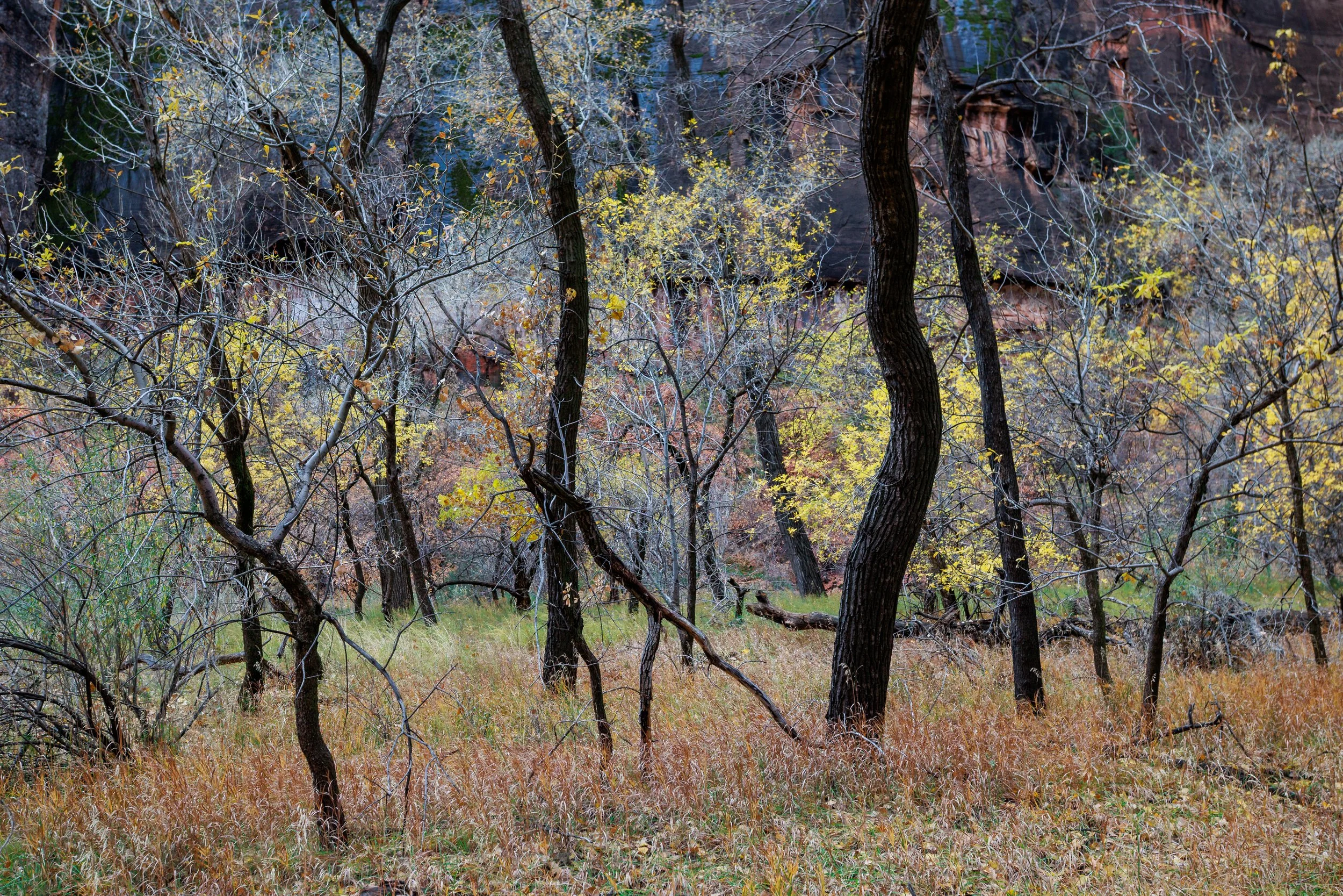 Zion National Park, Utah, 2023