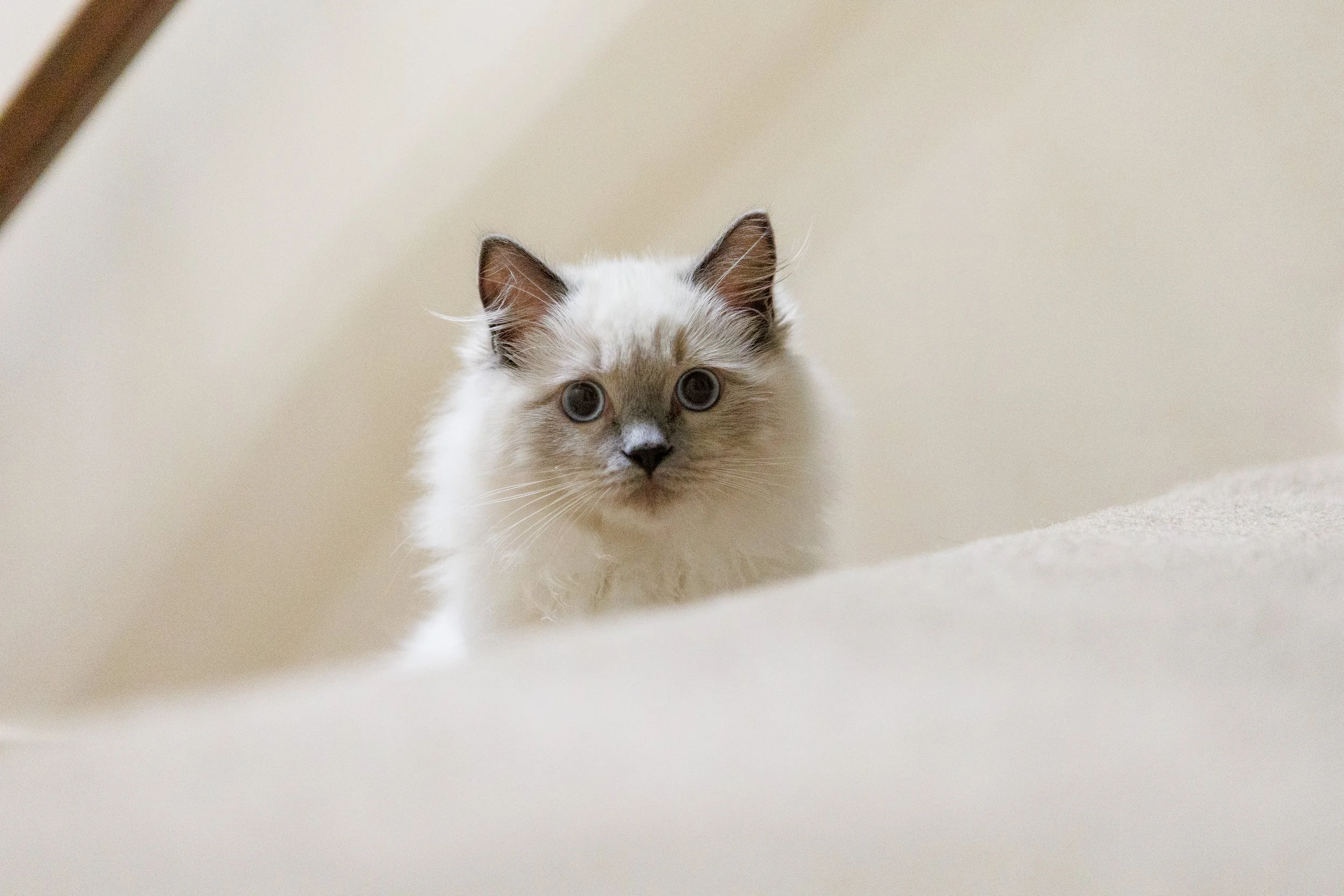 Nala, 2022