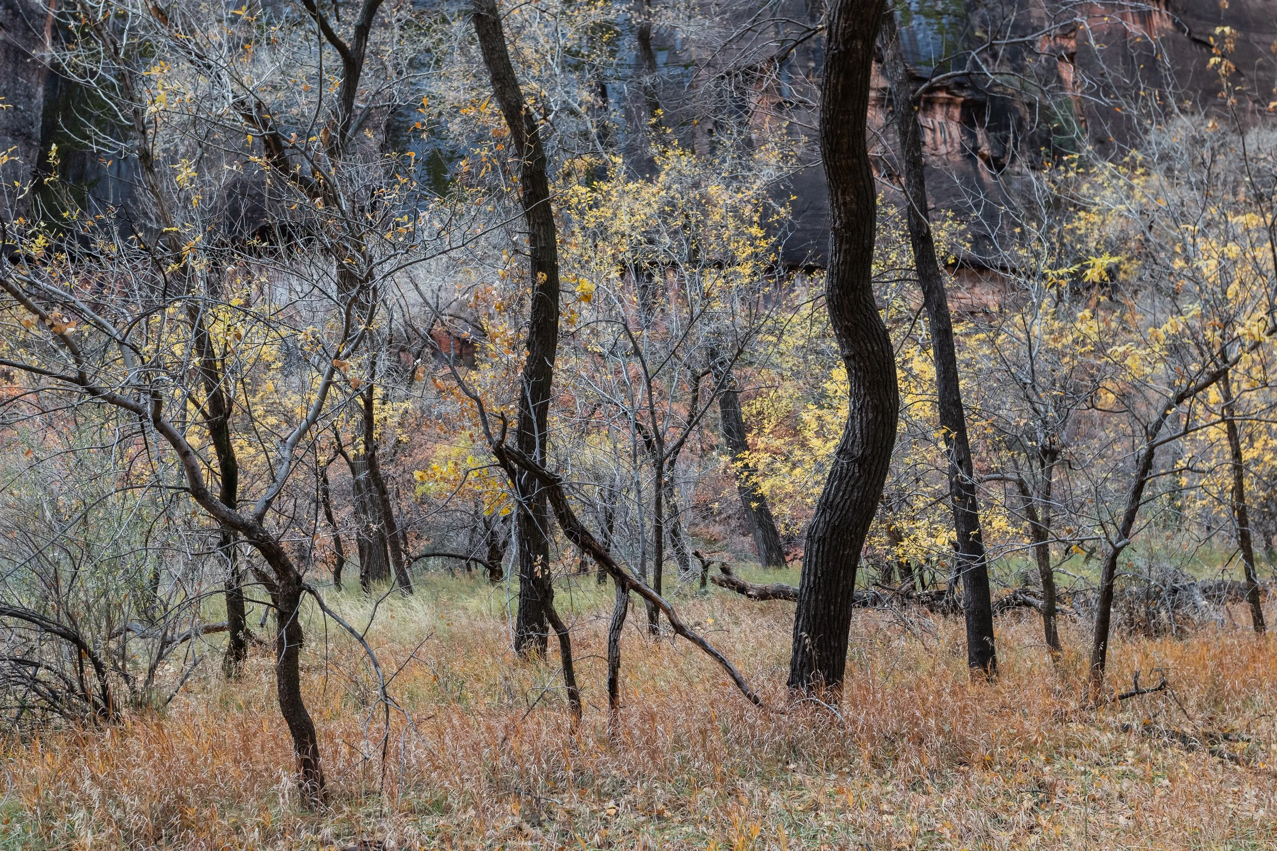 Zion National Park, Utah, 2023