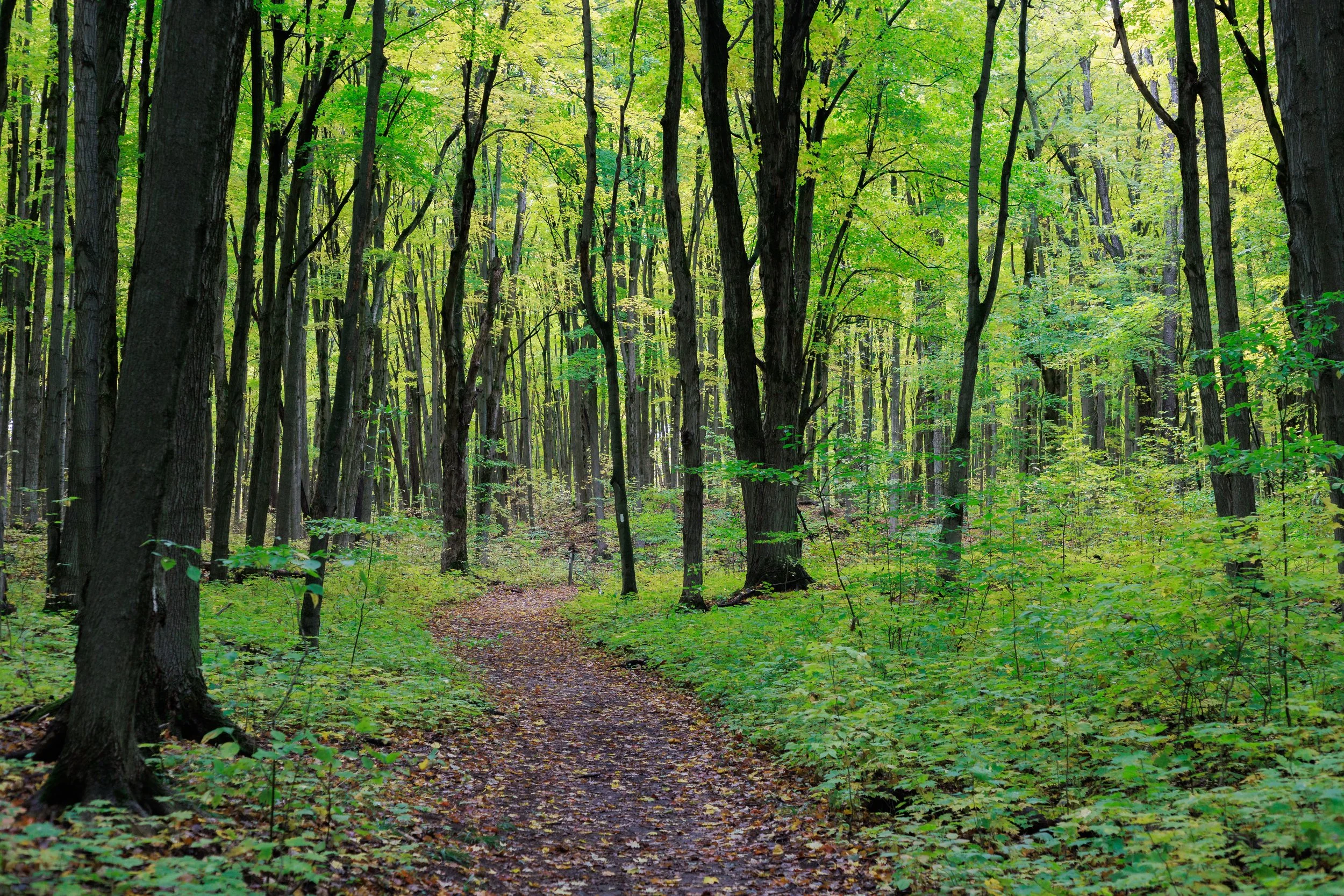Mono Cliffs Provincial Park, 2024