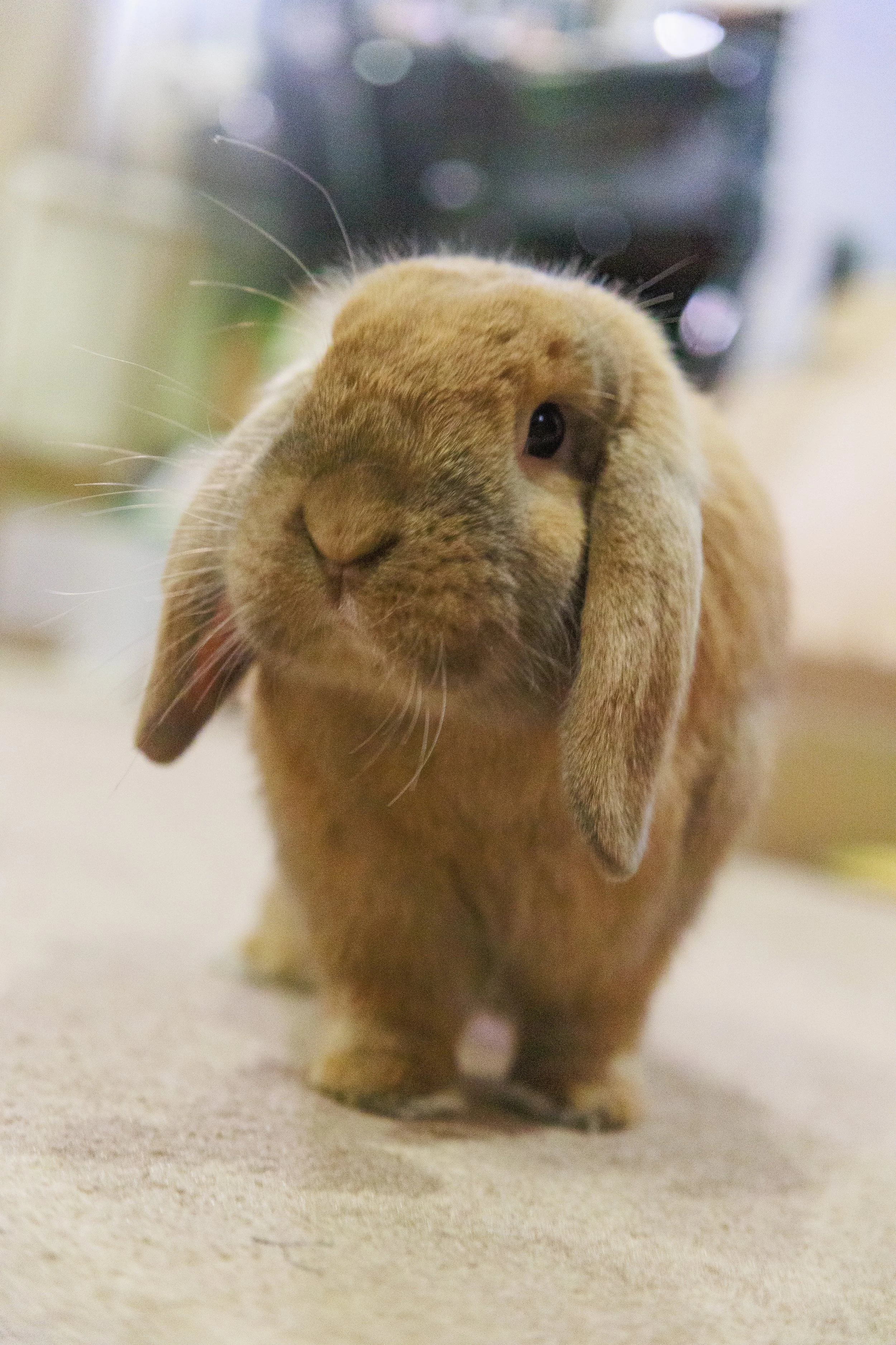 Bok Choy the Bun, 2022
