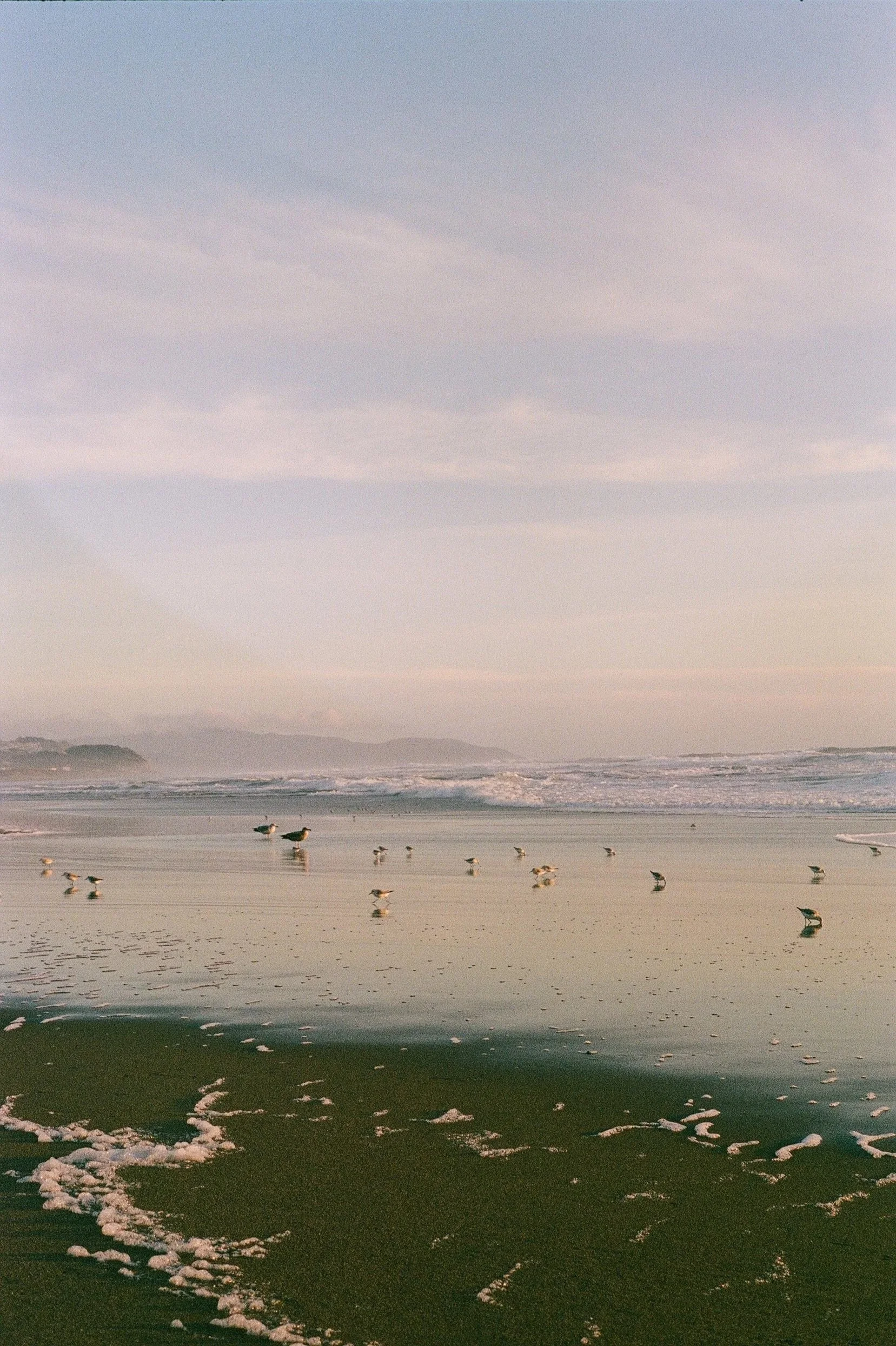 Seashore with waves, seabirds, and a misty mountain in the background during dusk or dawn.