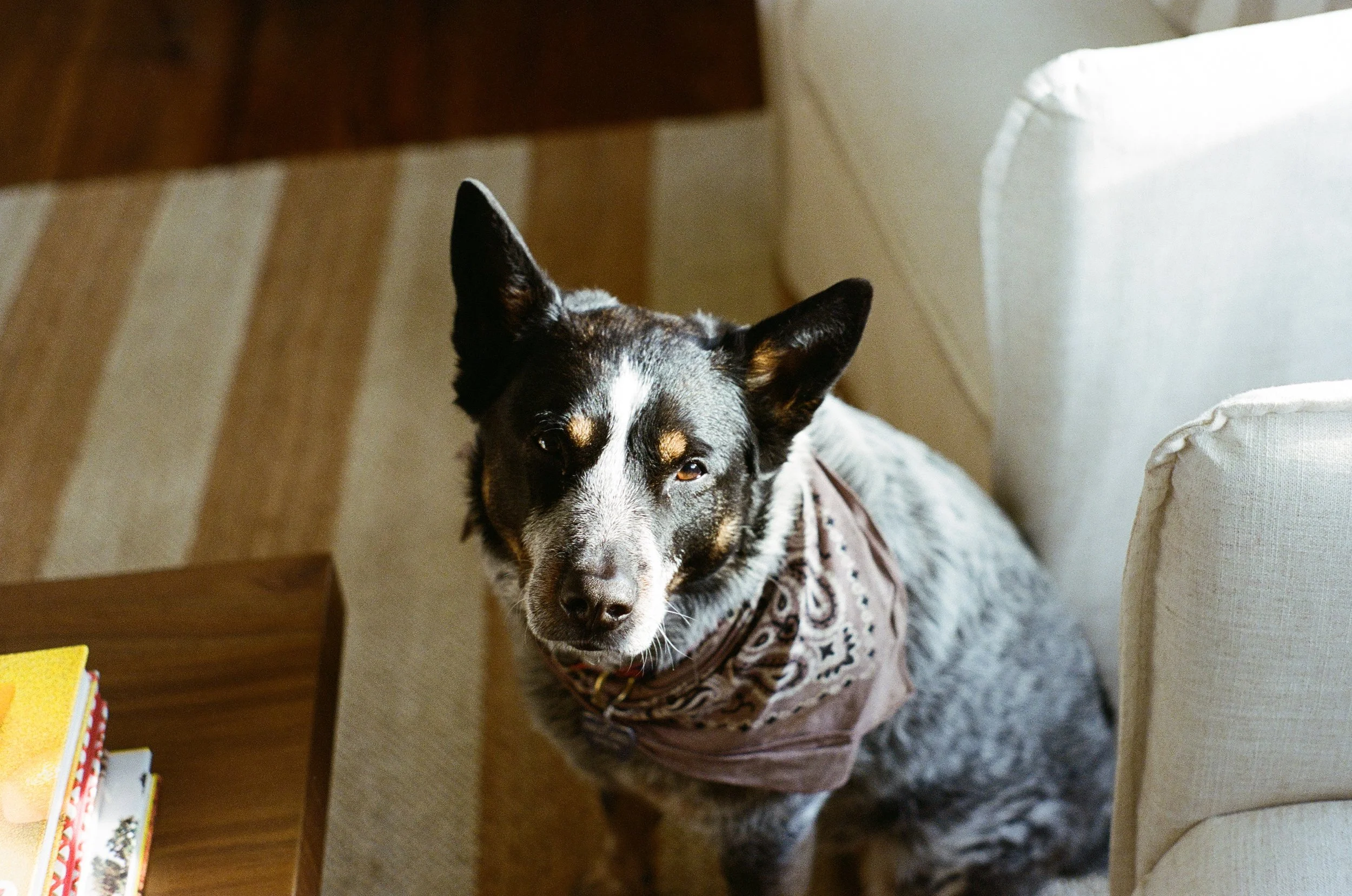 A black and white dog with large ears, wearing a patterned sweater, sitting on the floor next to a cream-colored armchair.