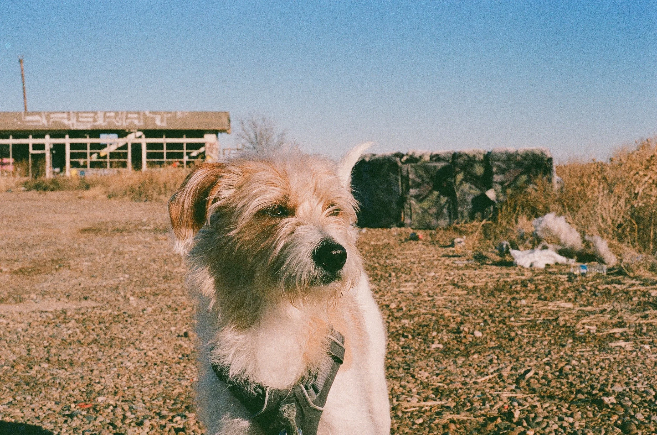Close-up of a small, scruffy white and tan dog with a harness outdoors on a dirt path, with a building, some rocks, and dry grass in the background under a clear blue sky.