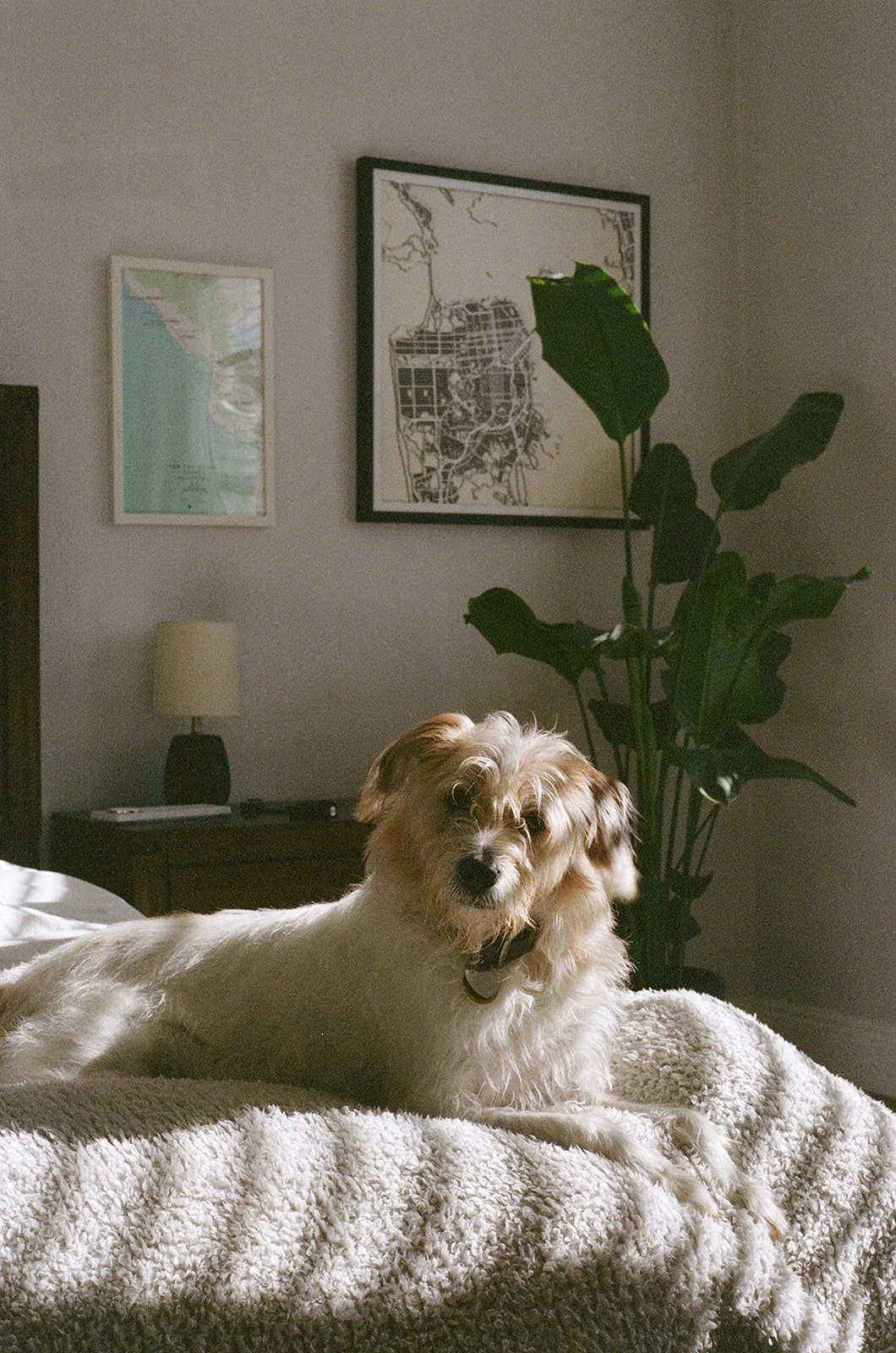 A small, fluffy dog with light brown and white fur lying on a bed with a textured white blanket in a bedroom with a large green plant, framed maps on the wall, a bedside lamp, and a nightstand.