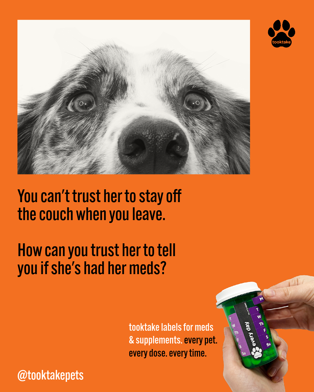 TT Pets Trust-3.png