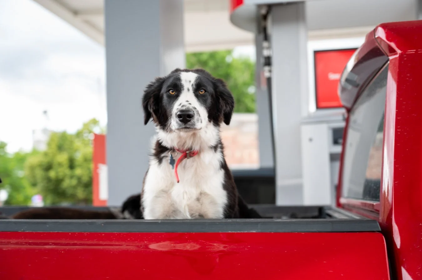A black and white dog sitting in the back of a red pickup truck at a drive-thru with a red collar, with trees and a building in the background.
