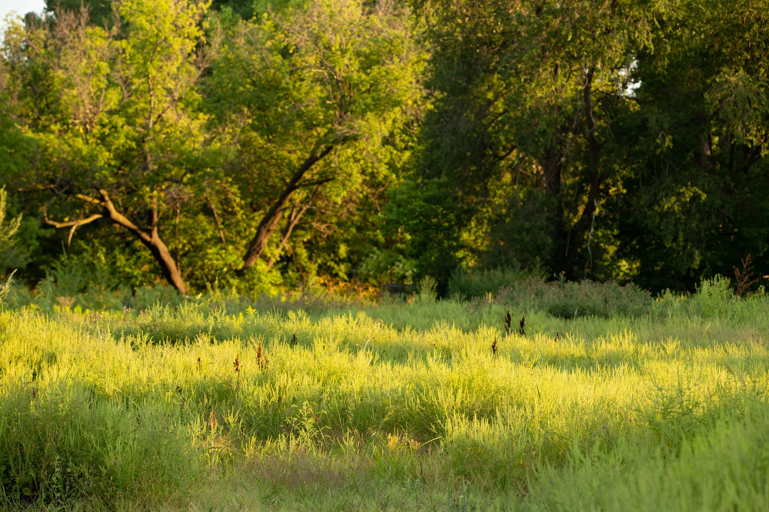 A lush green meadow with tall grasses in the foreground and dense green trees in the background, illuminated by warm sunlight.