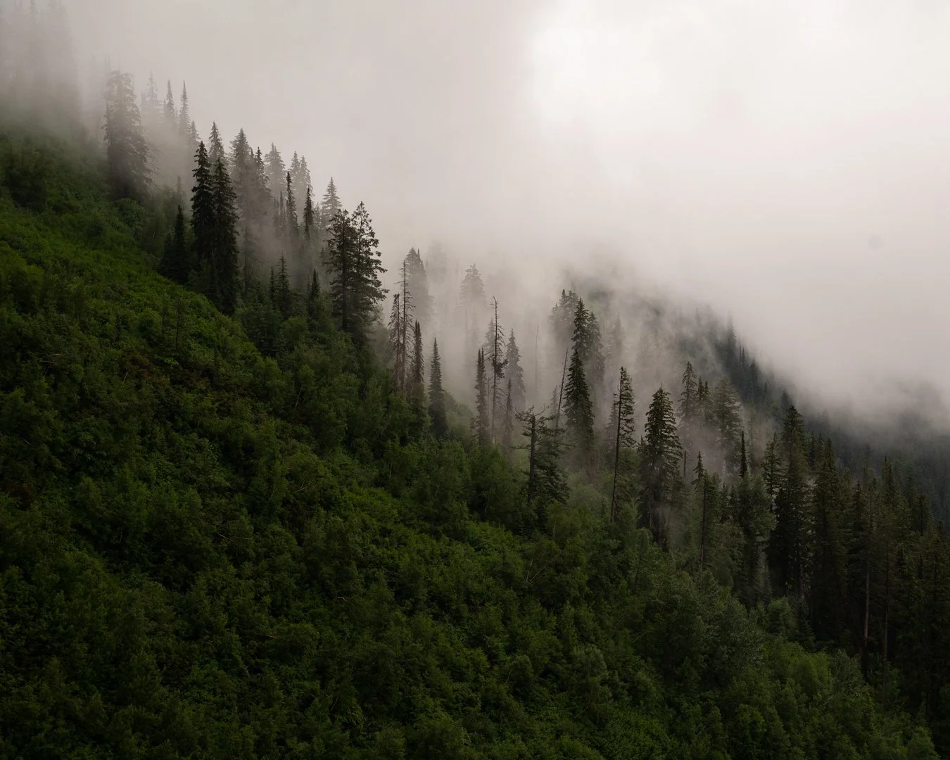 A foggy mountainside with dense green forest and tall evergreen trees, partly obscured by mist.
